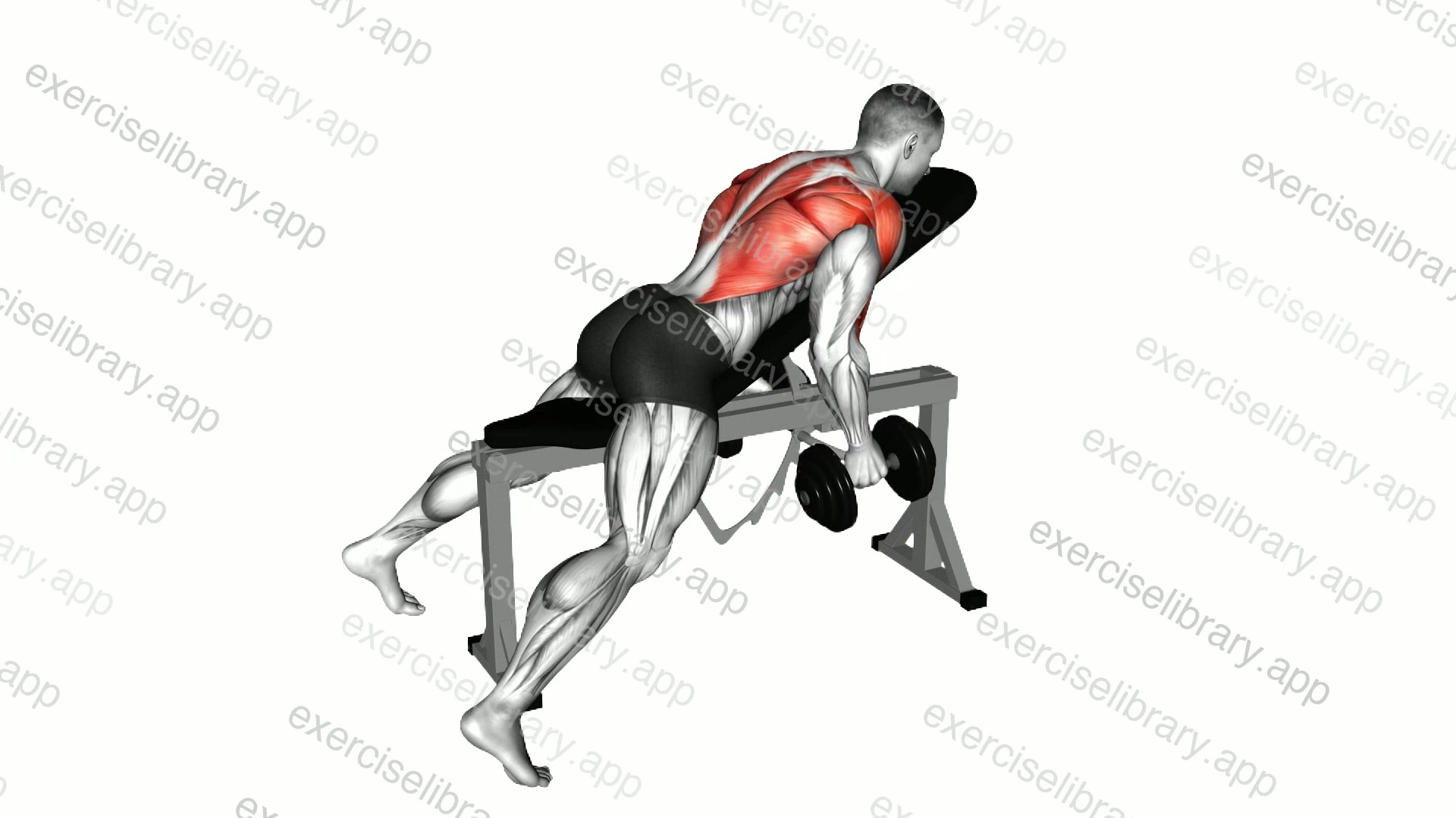 Dumbbell Hammer Grip Incline Bench Two Arm Row demonstration