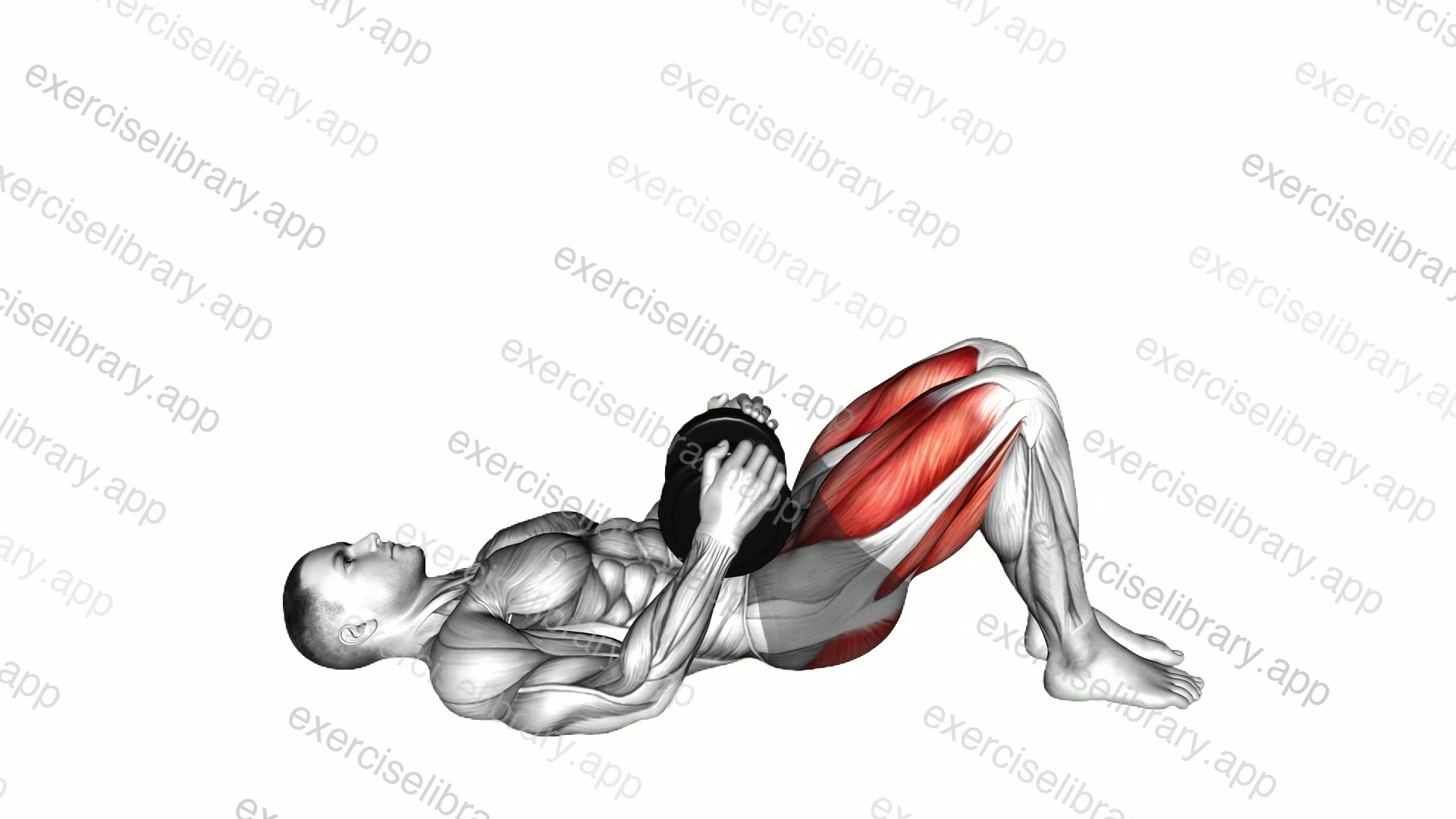 Dumbbell Glute Bridge demonstration