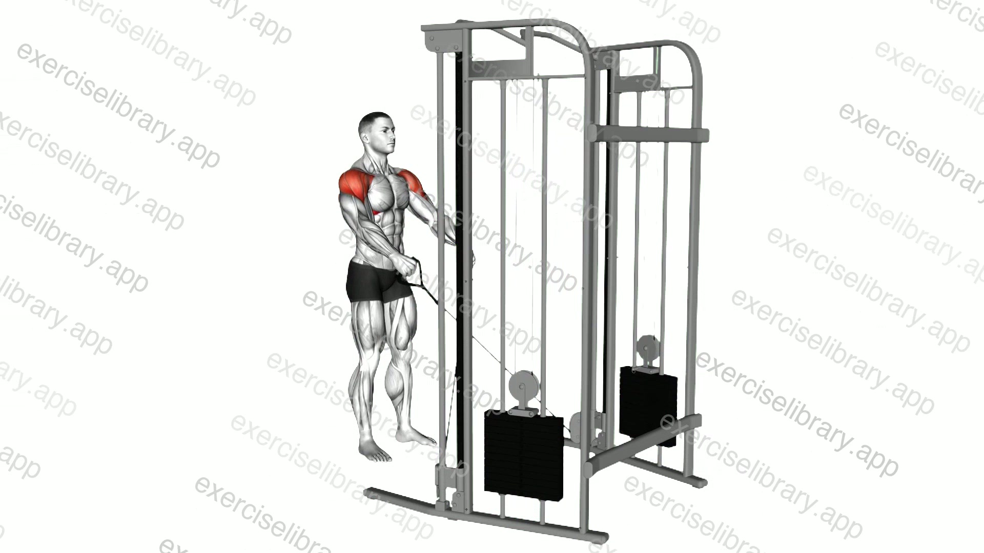 Cable Y raise demonstration