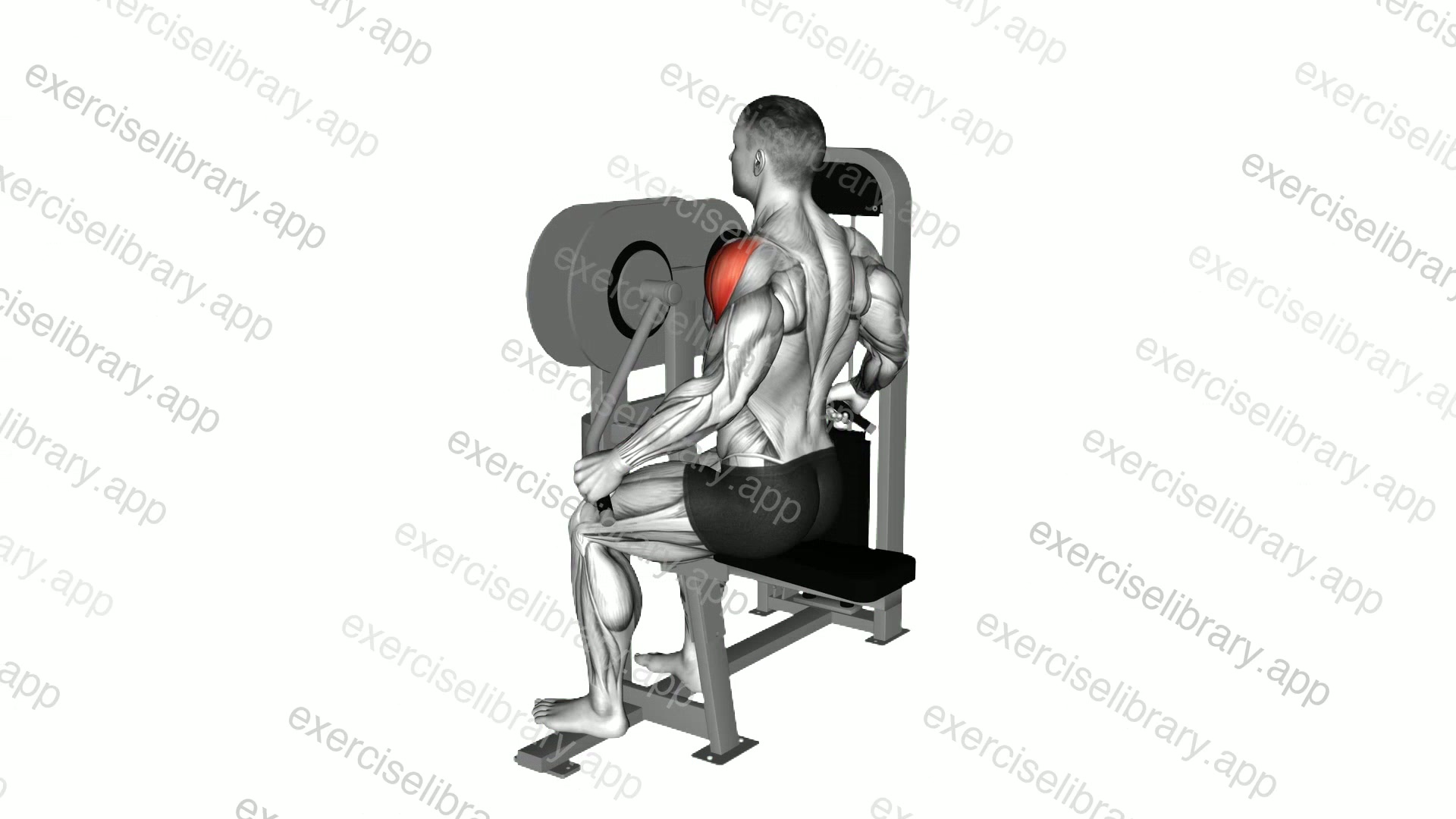 Lever Lateral Raise demonstration