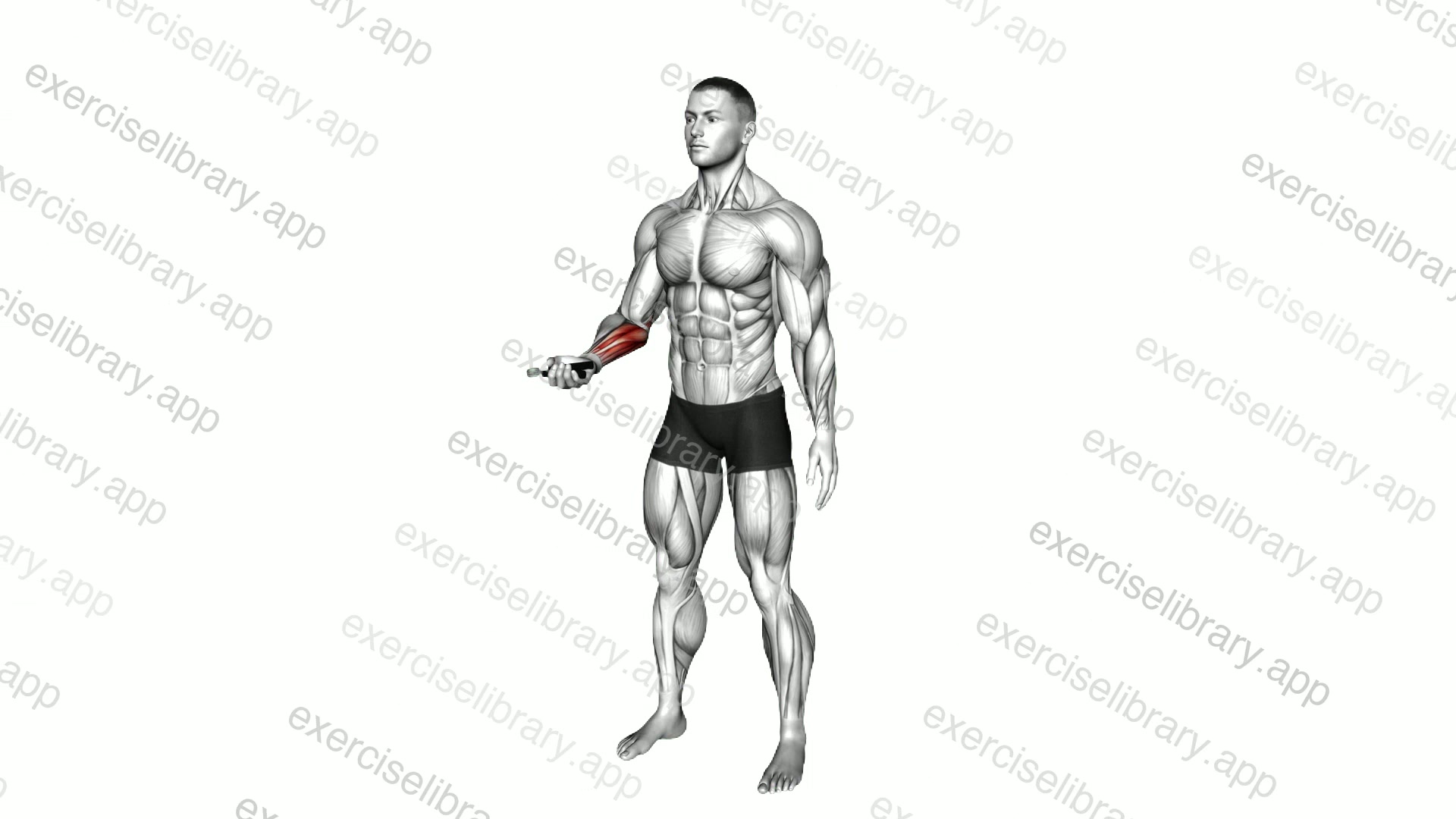 Hand Spring Wrist Curl demonstration