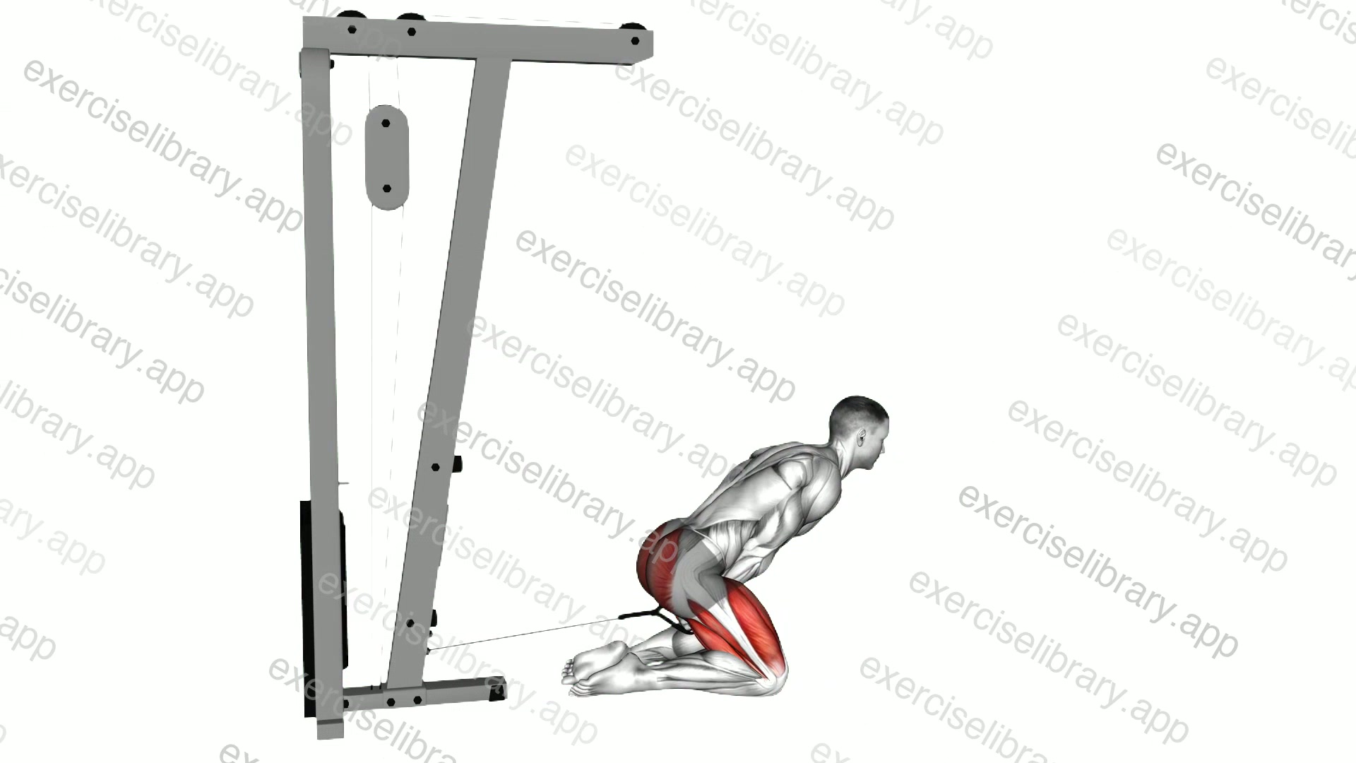 Cable Kneeling Pull Through demonstration