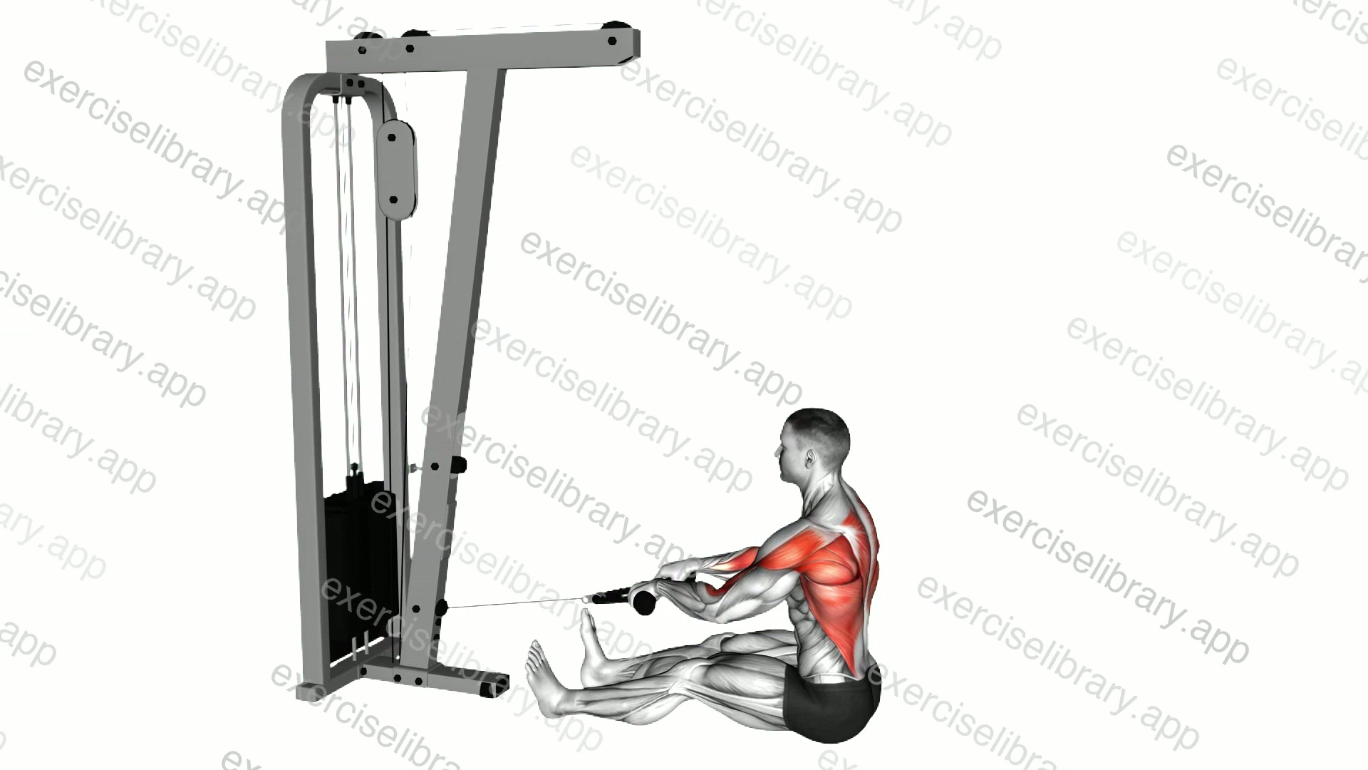 Cable Seated on Floor Row with Rope demonstration