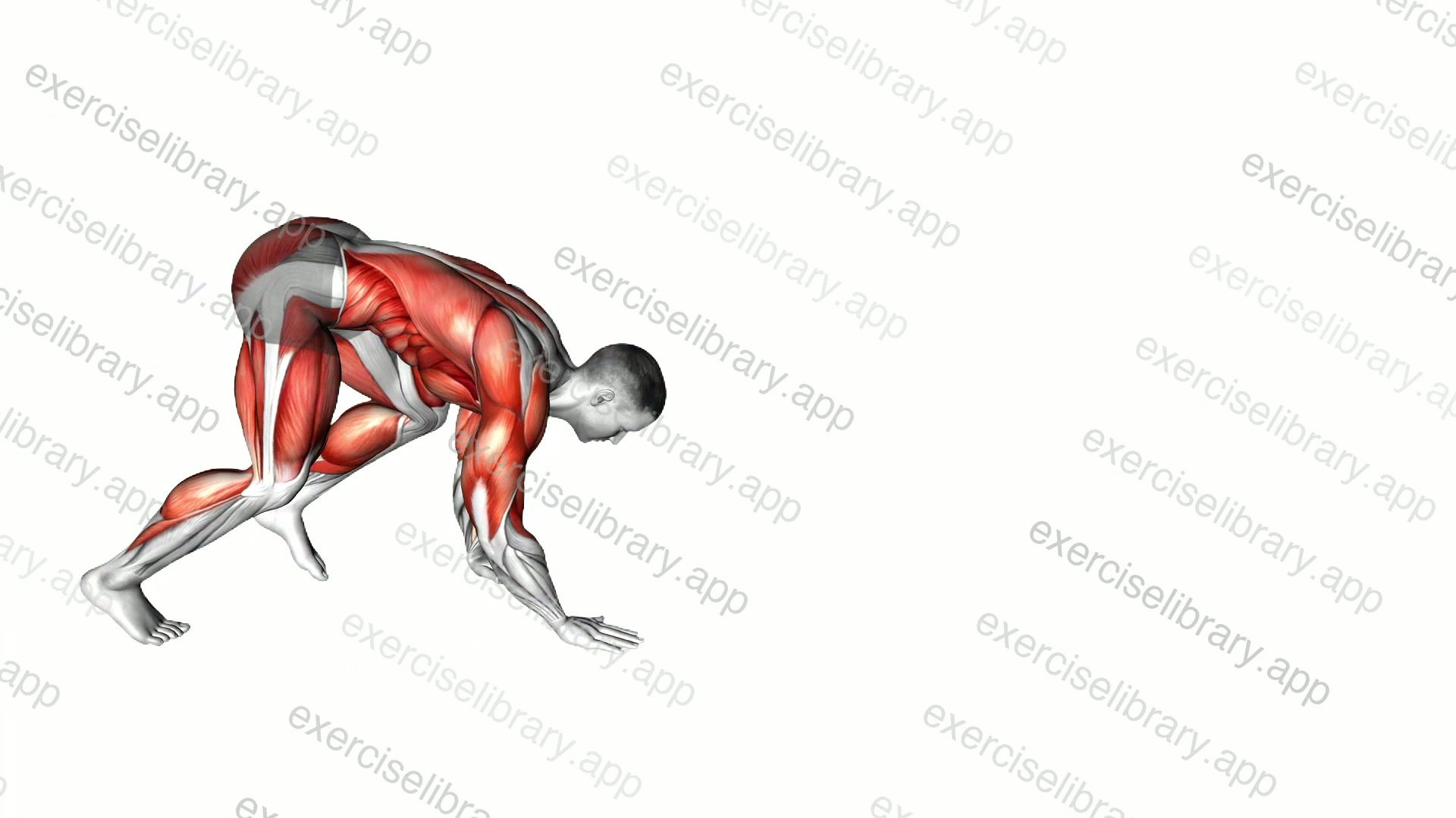 Bear Crawl demonstration