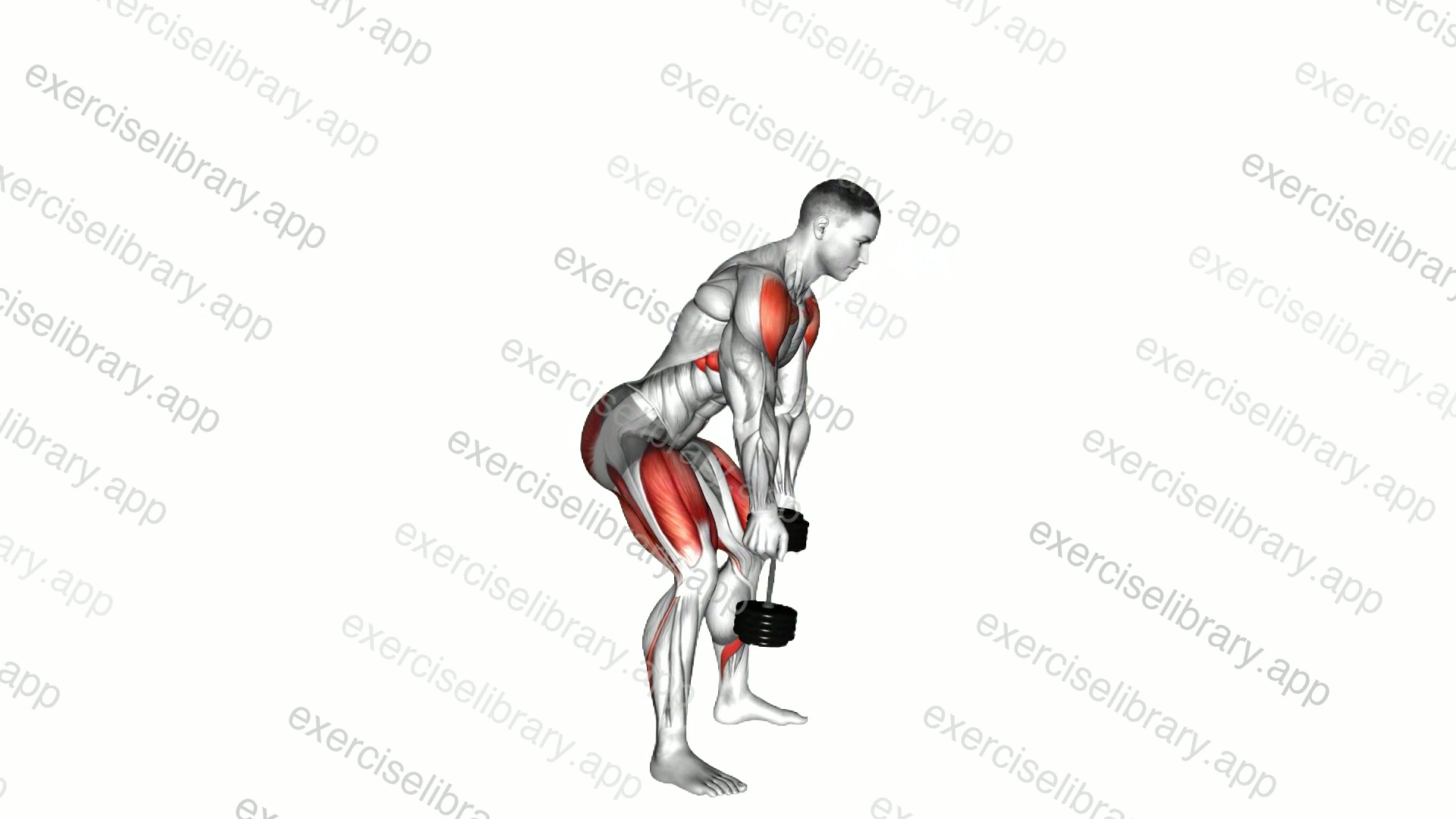 Dumbbell Swing demonstration