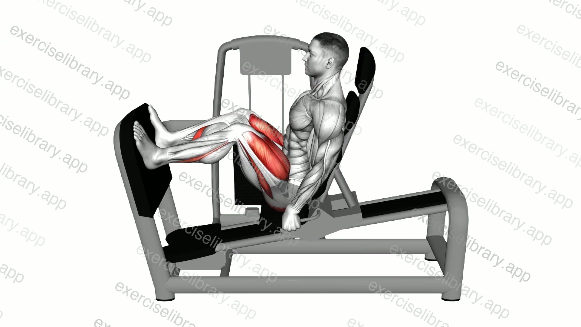 Lever Seated Leg Press demonstration
