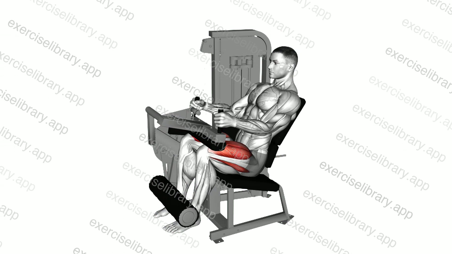 Lever Seated Leg Extension demonstration