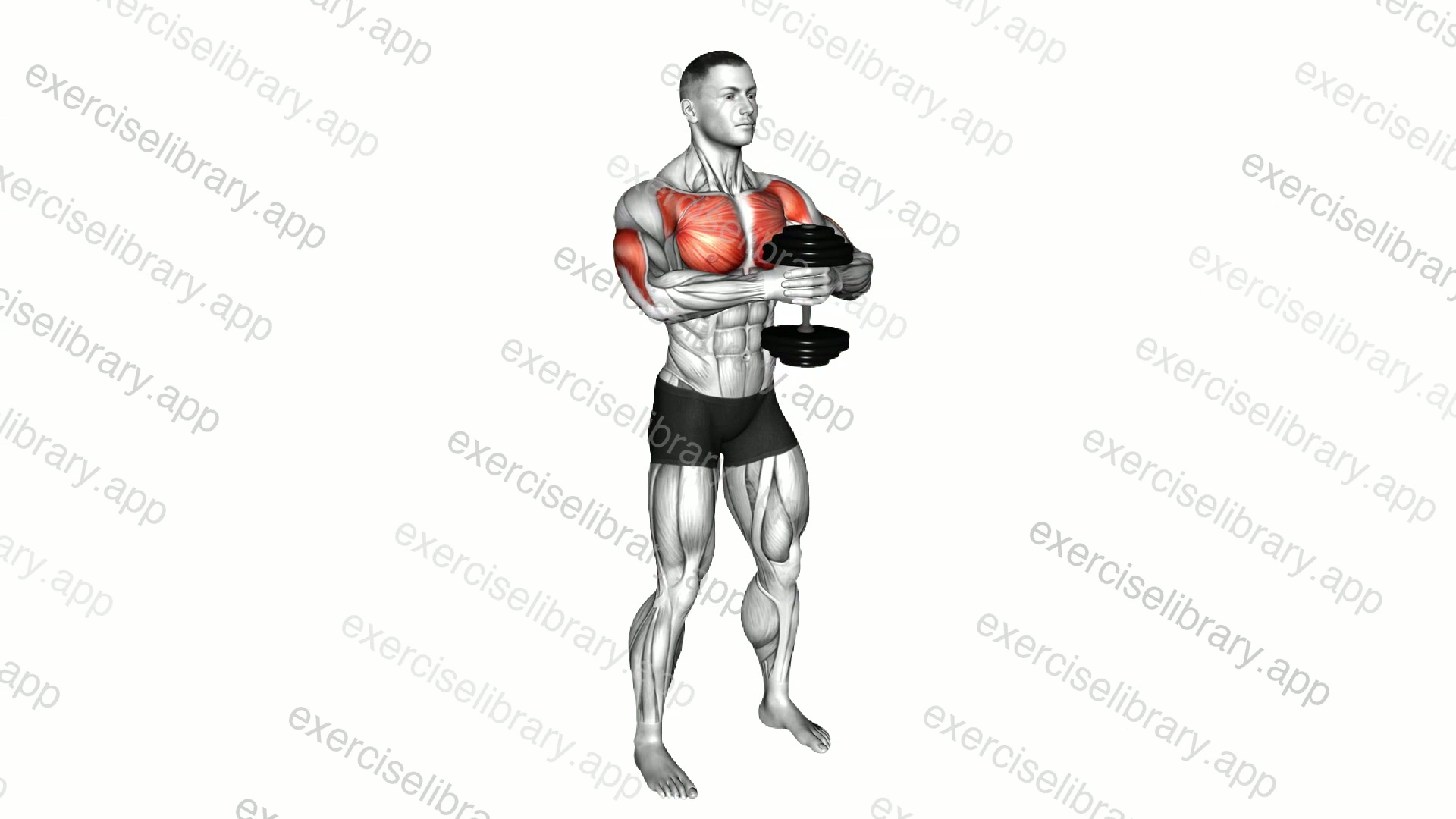 Dumbbell Svend Press demonstration