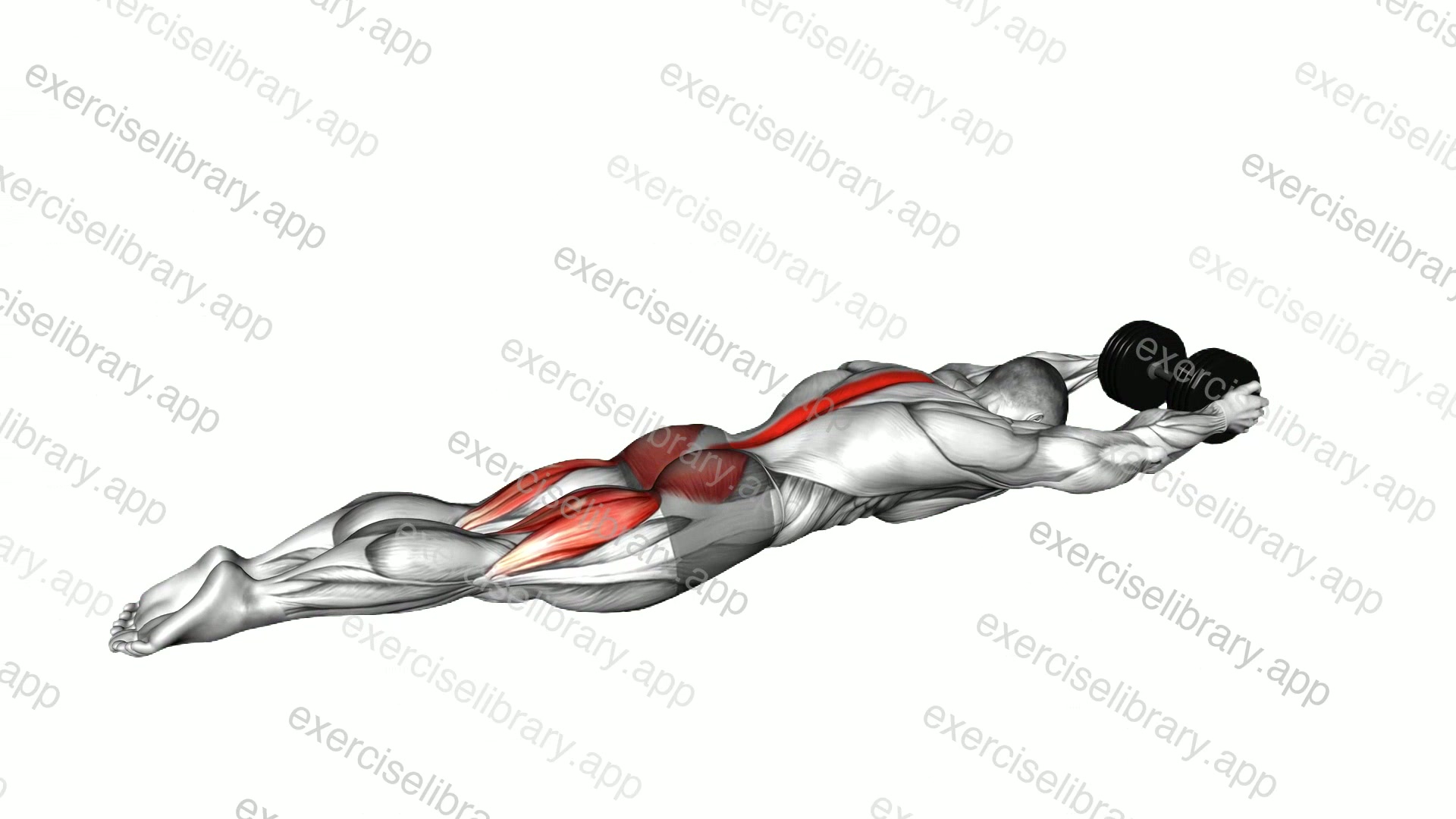 Dumbbell Superman demonstration