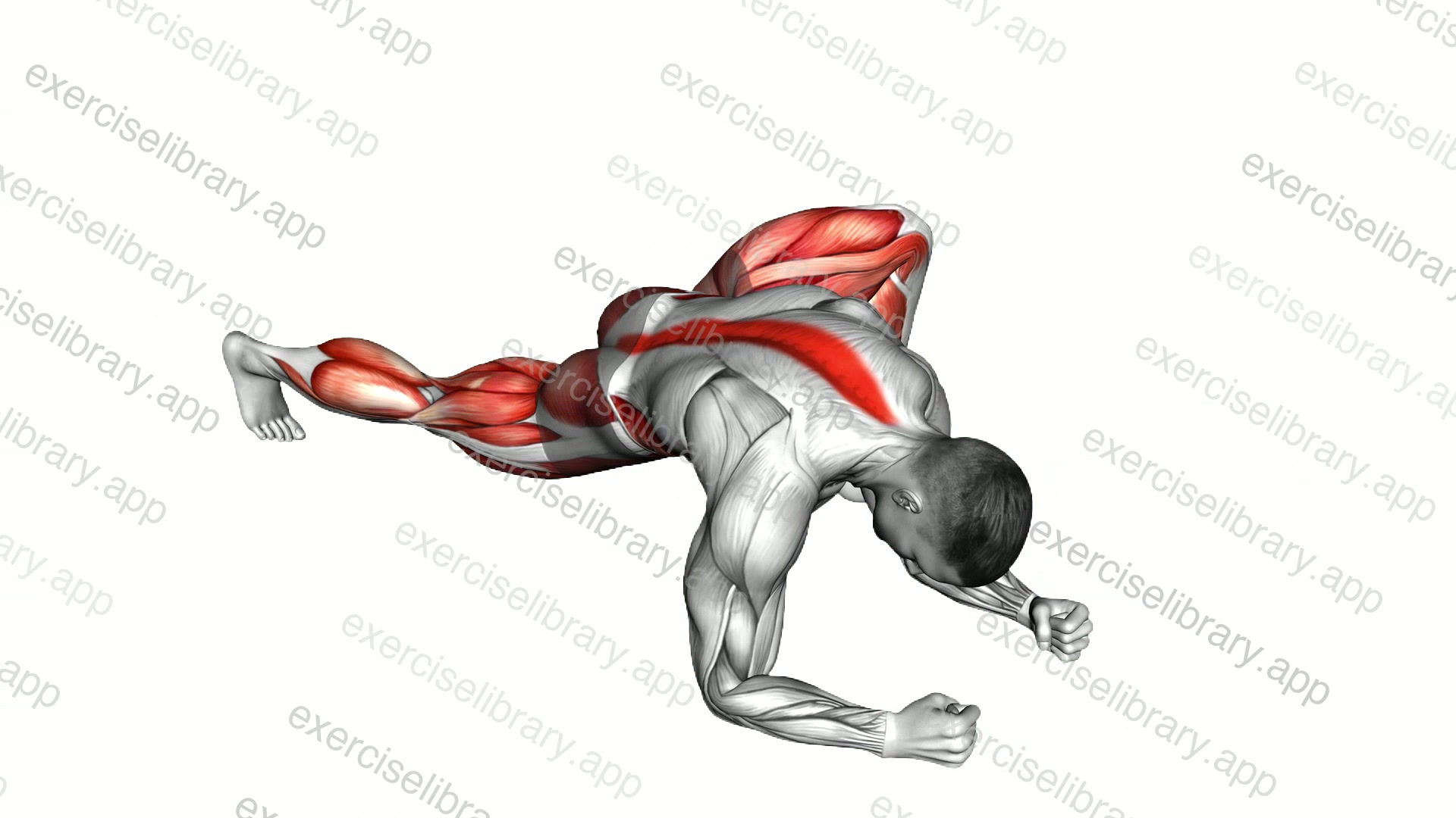 Warming-up in Lunge demonstration