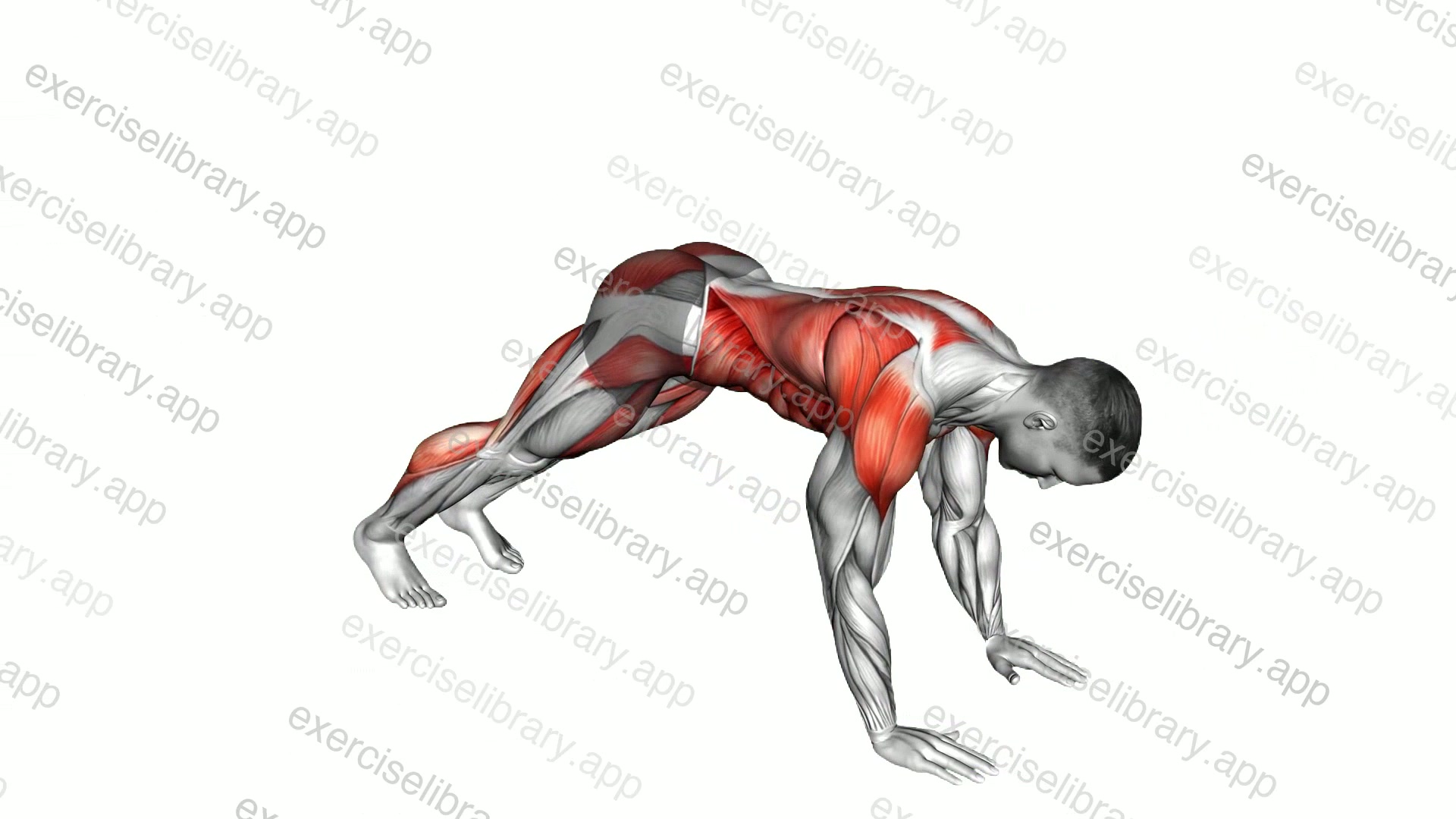 Downward Facing Dog demonstration