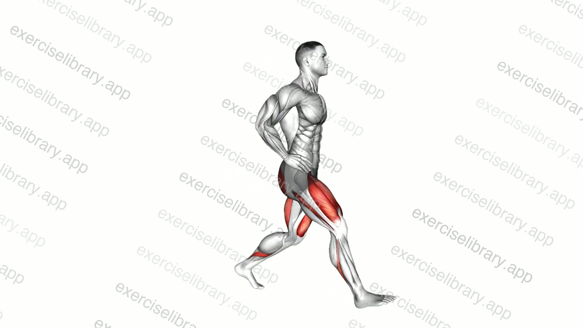 Forward Lunge demonstration
