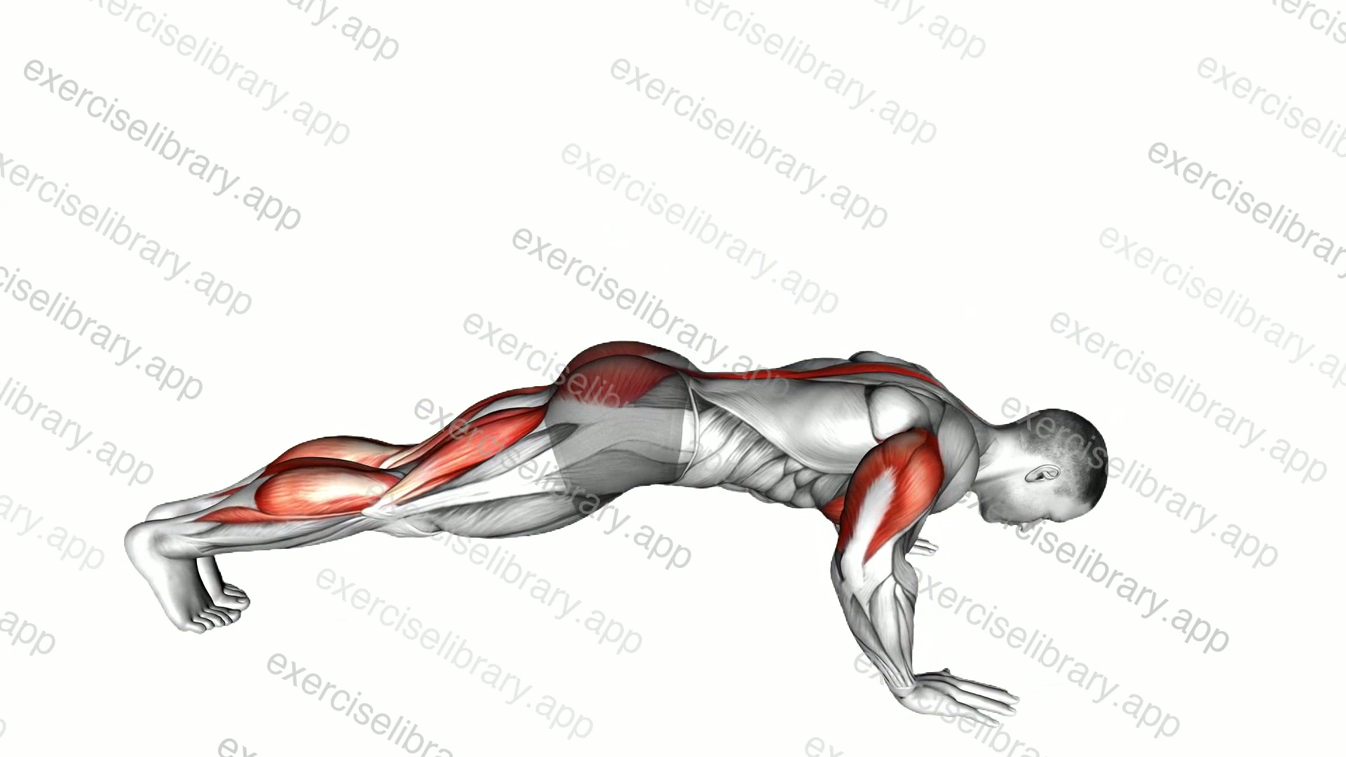 Cobra Push-up demonstration