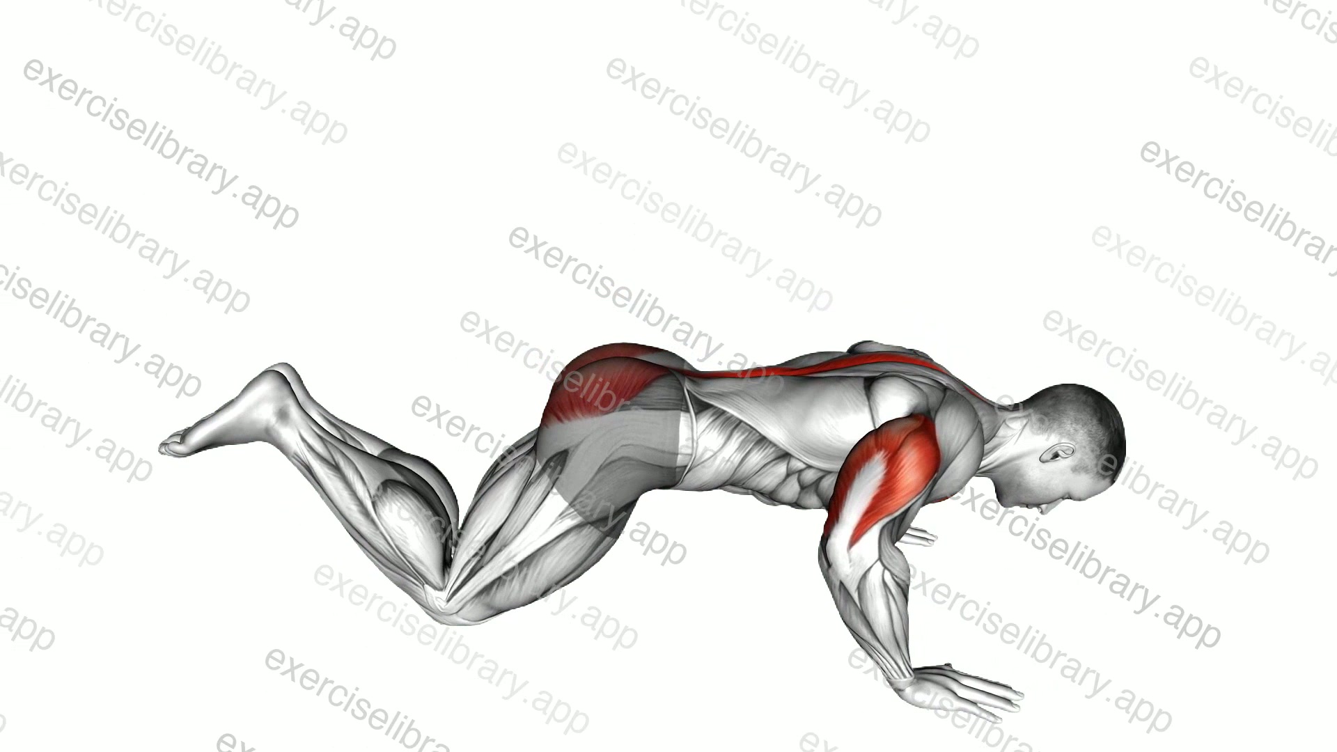Kneeling Cobra Push-up demonstration
