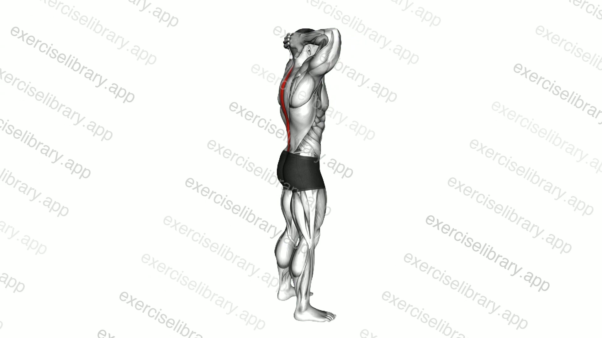 Spine Backbend Stretch demonstration