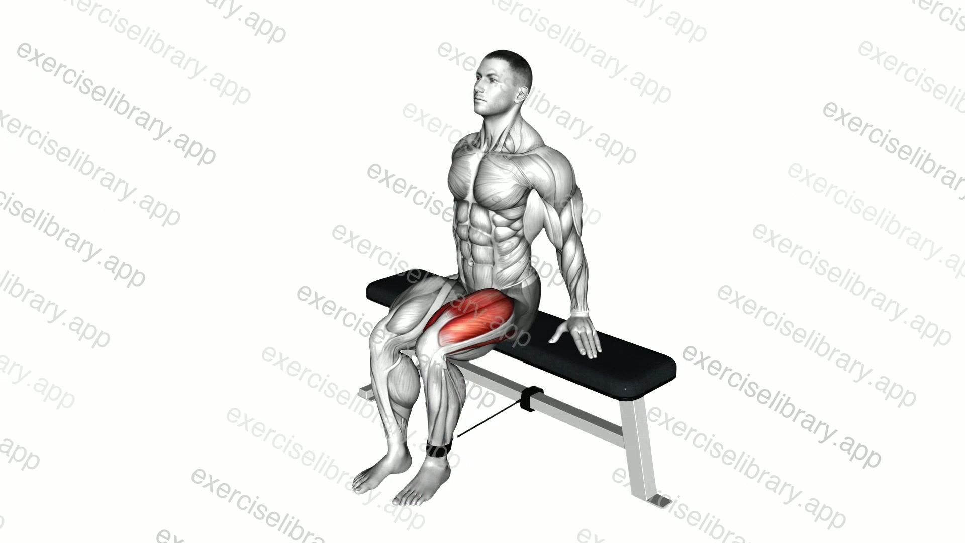 Band Seated Leg Extension demonstration