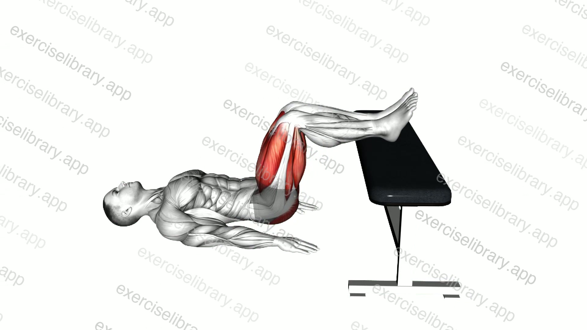 Glute Bridge Two Legs on Bench demonstration