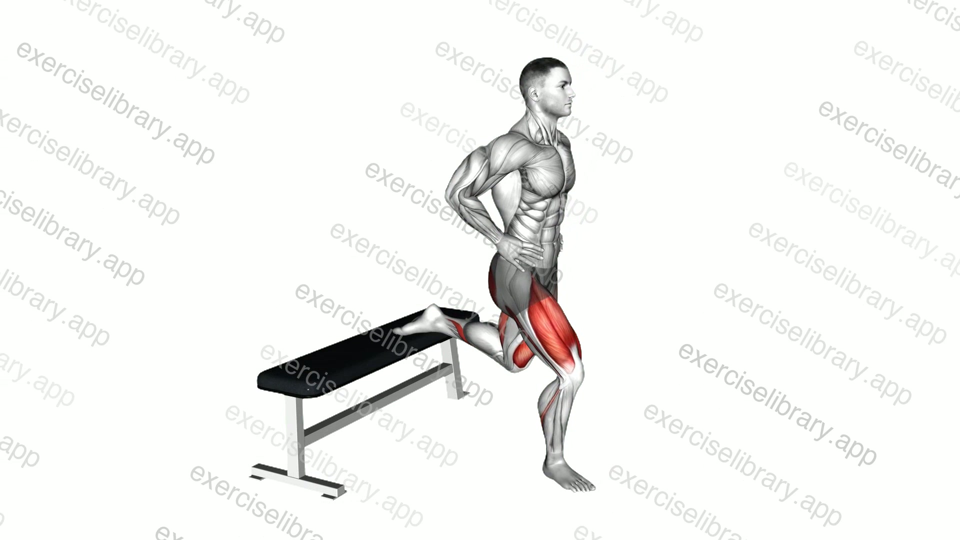 Bulgarian Split Squat demonstration