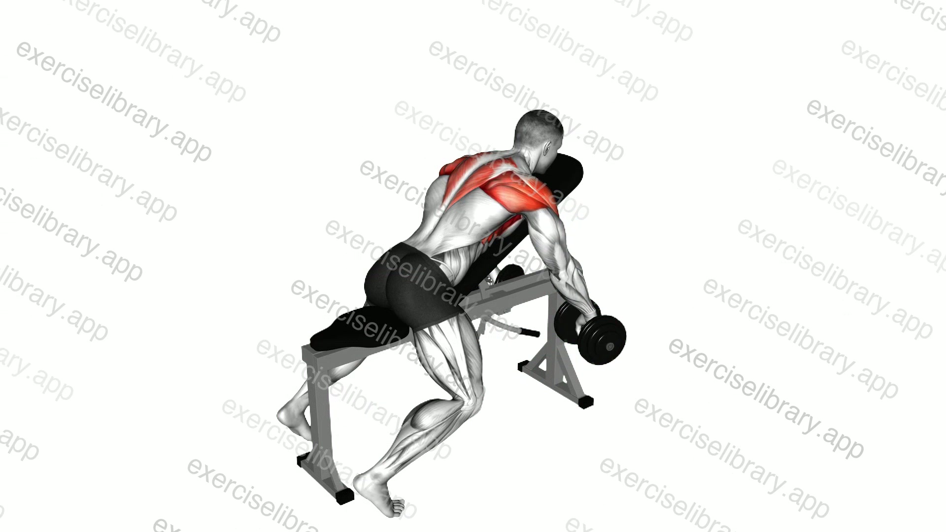 Dumbbell Incline Y Raise demonstration