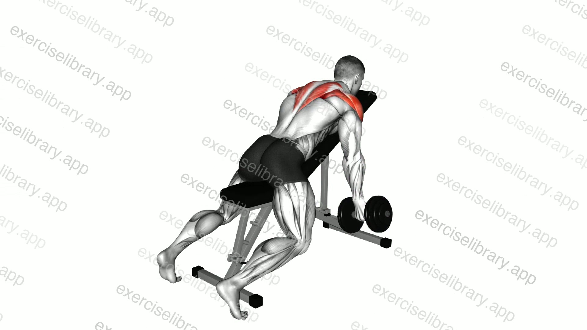 Dumbbell Incline T Raise demonstration