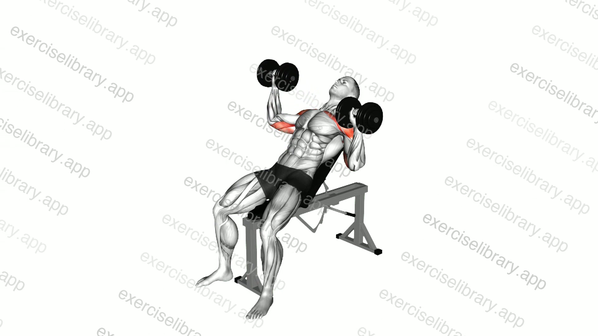 Dumbbell Incline Alternate Press demonstration