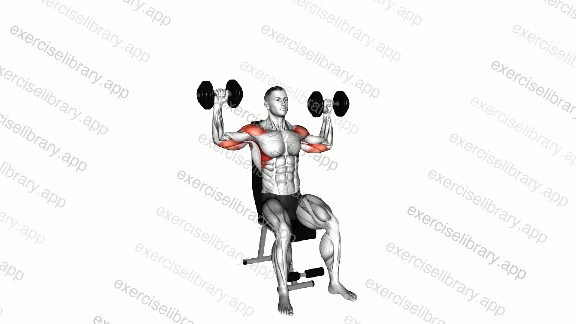 Dumbbell Seated Alternate Shoulder Press demonstration