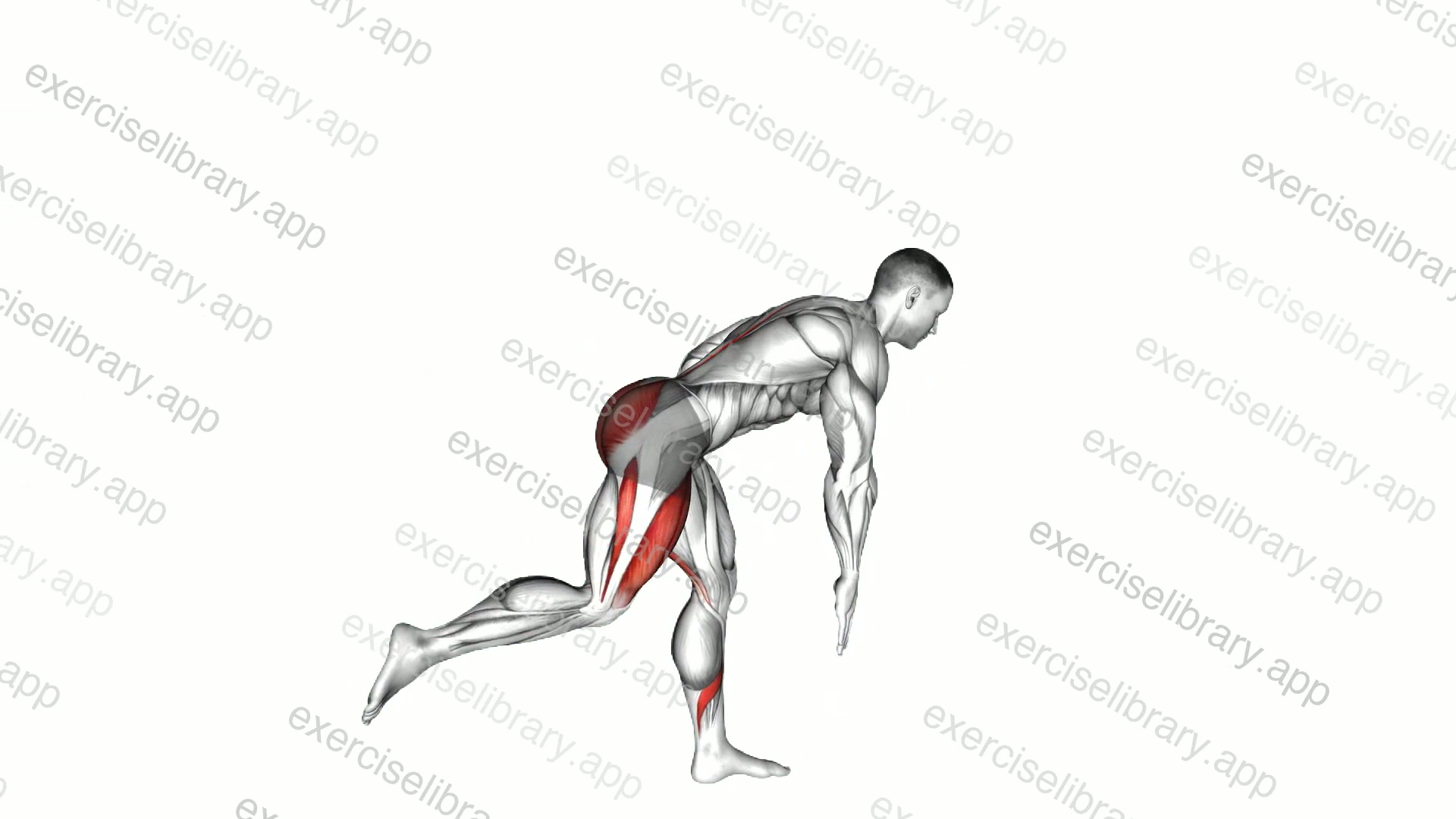 Single Leg Deadlift with Knee Lift demonstration