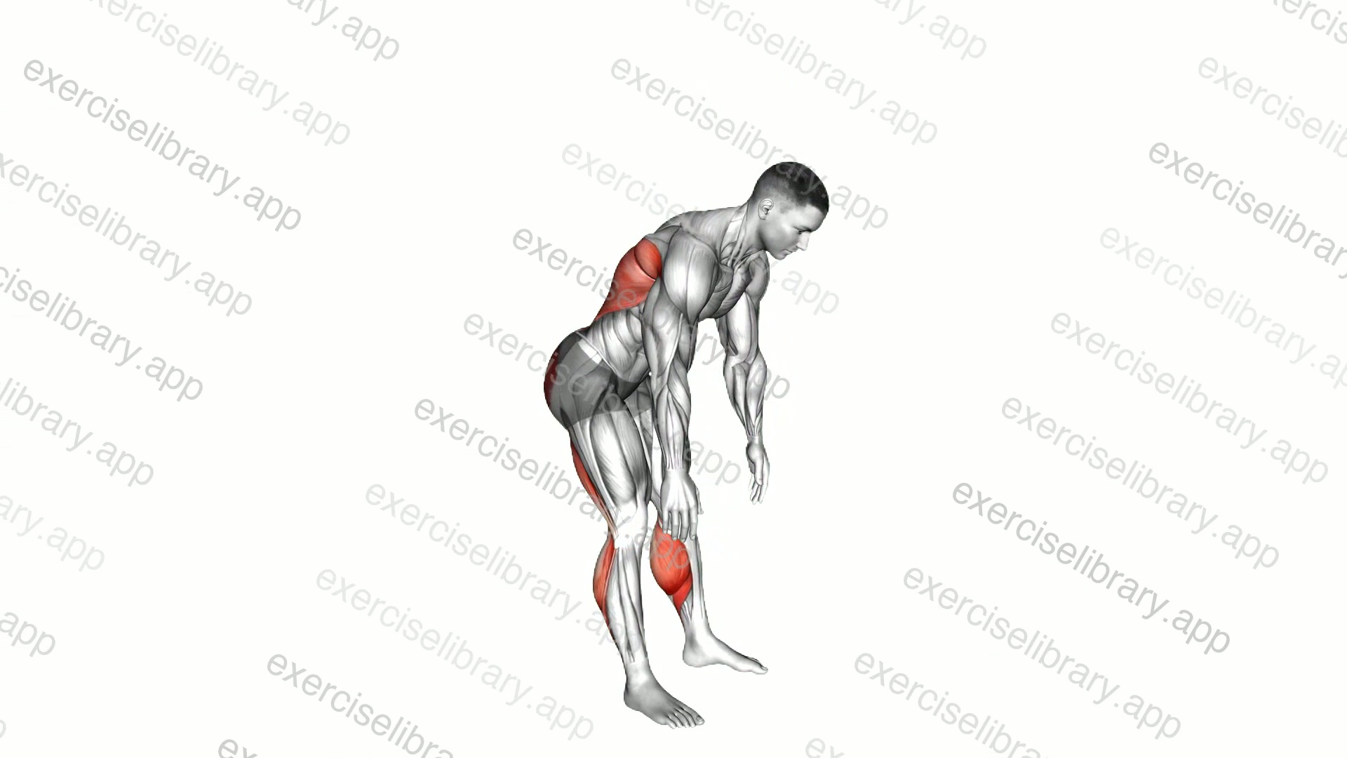 Standing Hamstrings and Back Stretch demonstration