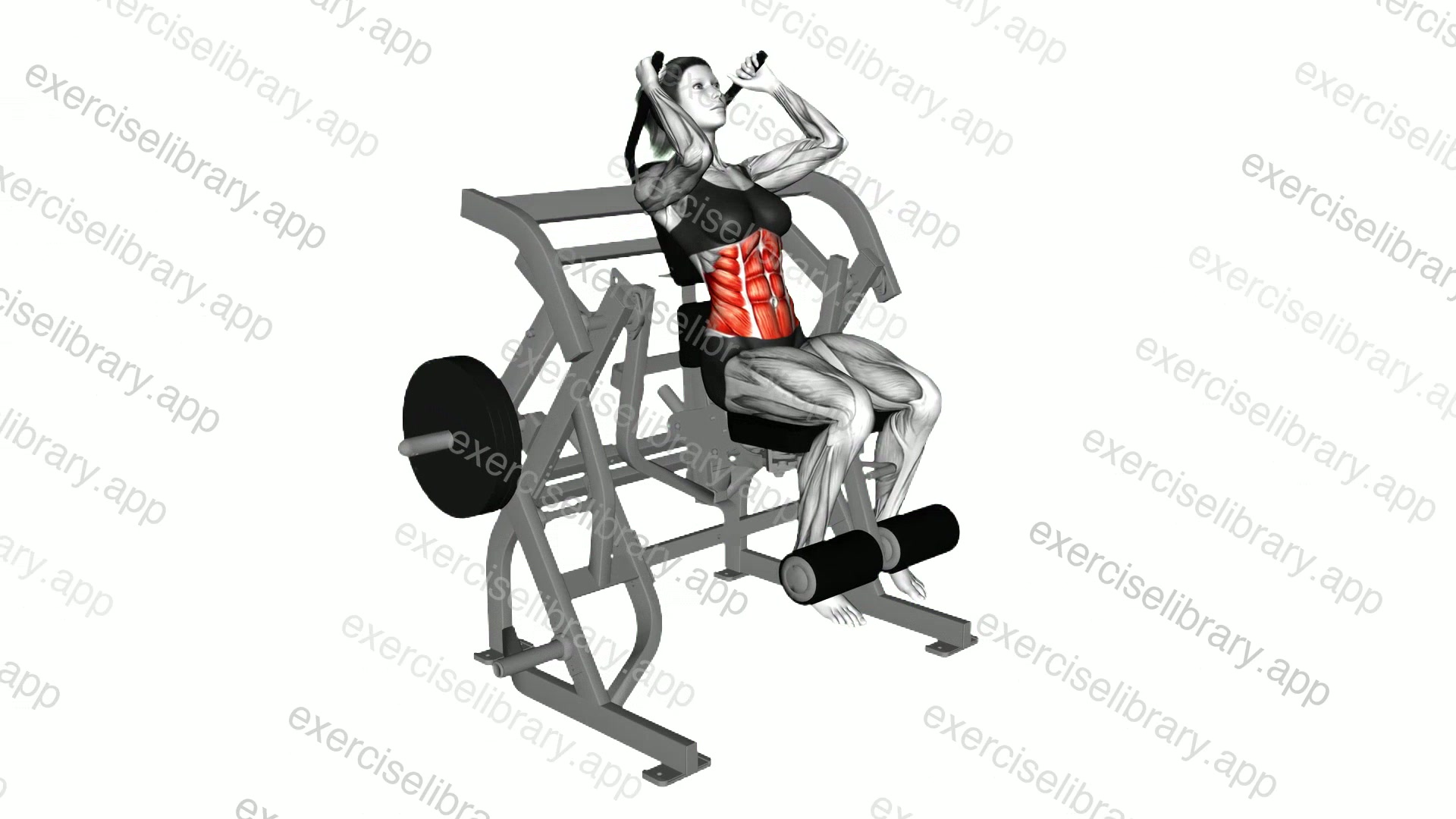 Lever Seated Leg Raise Crunch demonstration