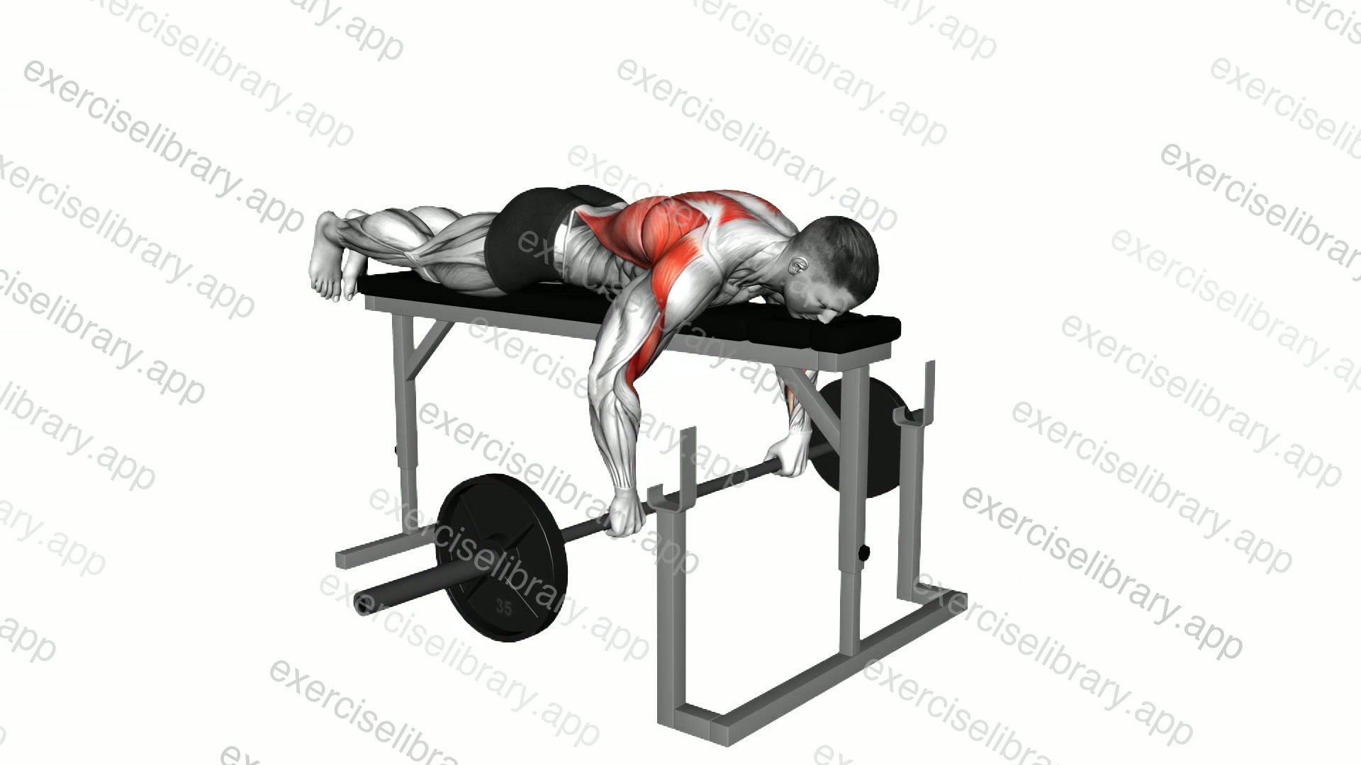 Barbell Lying Row on Rack demonstration