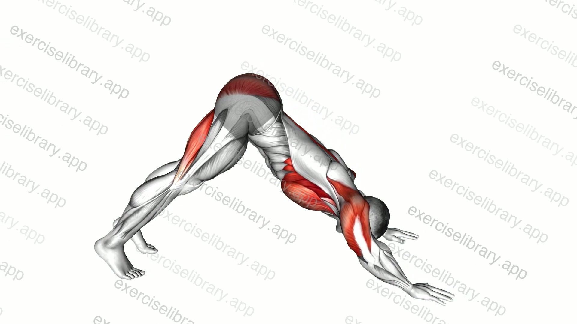 Pike to Cobra Push-up demonstration