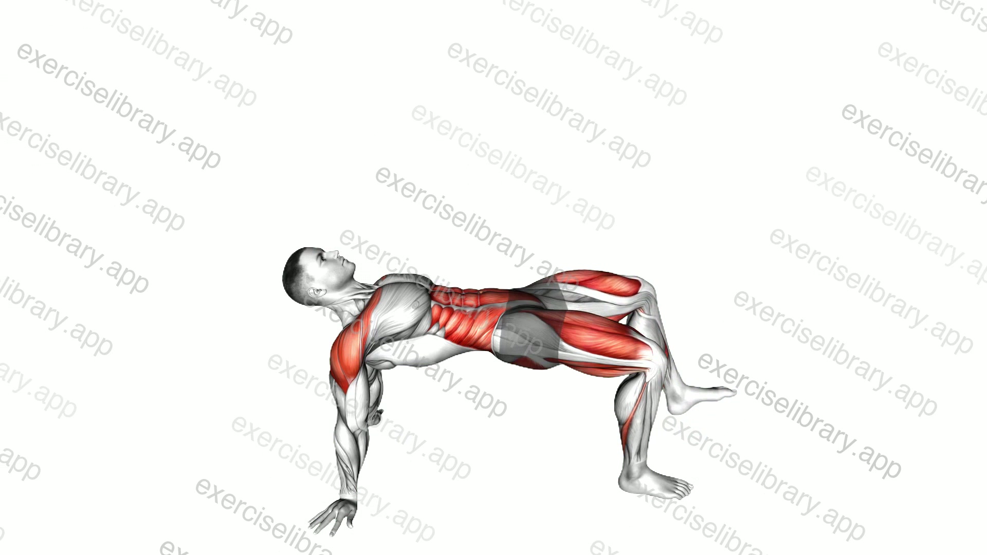Reverse Plank with Leg Lift demonstration