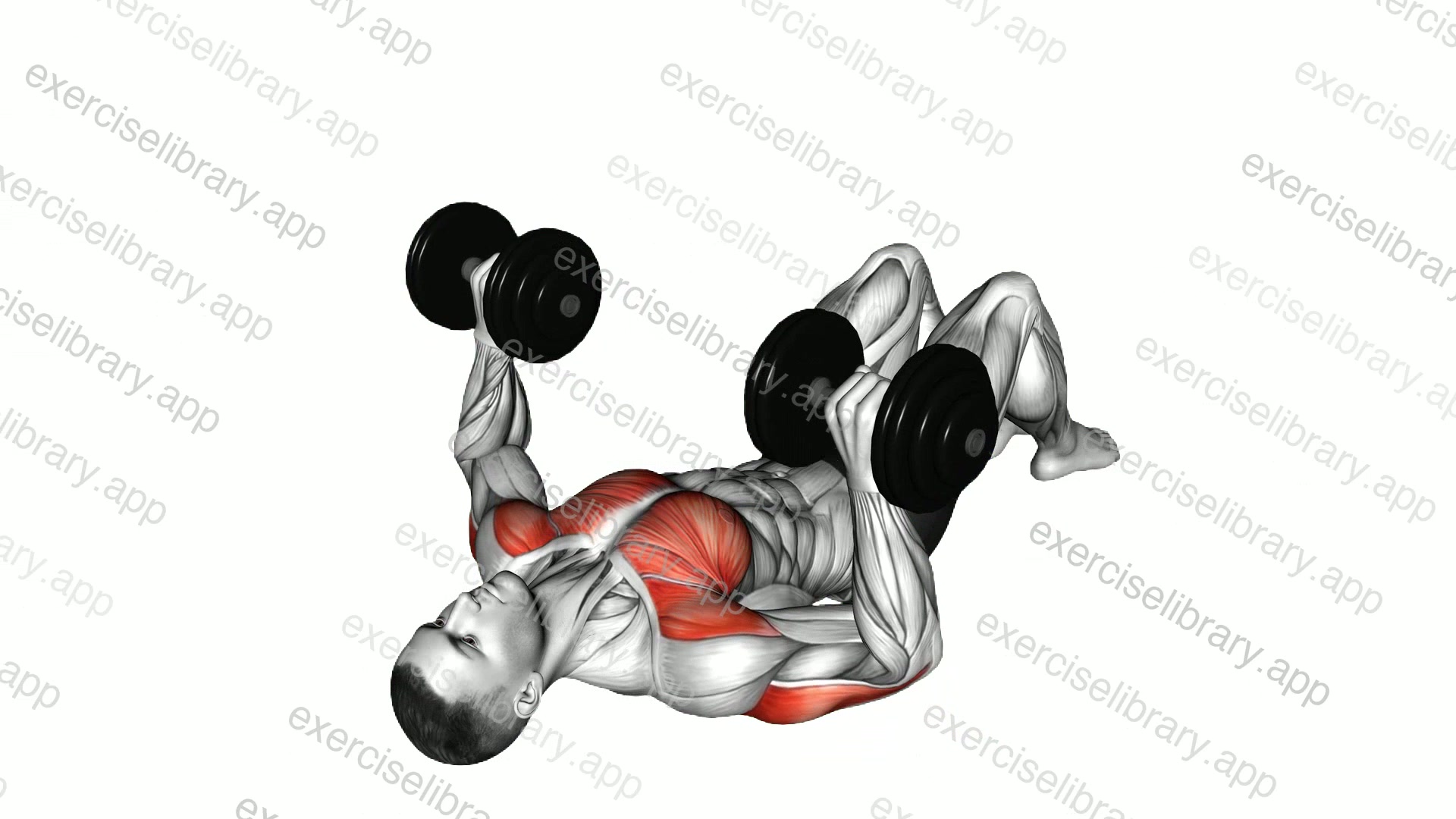 Dumbbell Lying on Floor Chest Press demonstration
