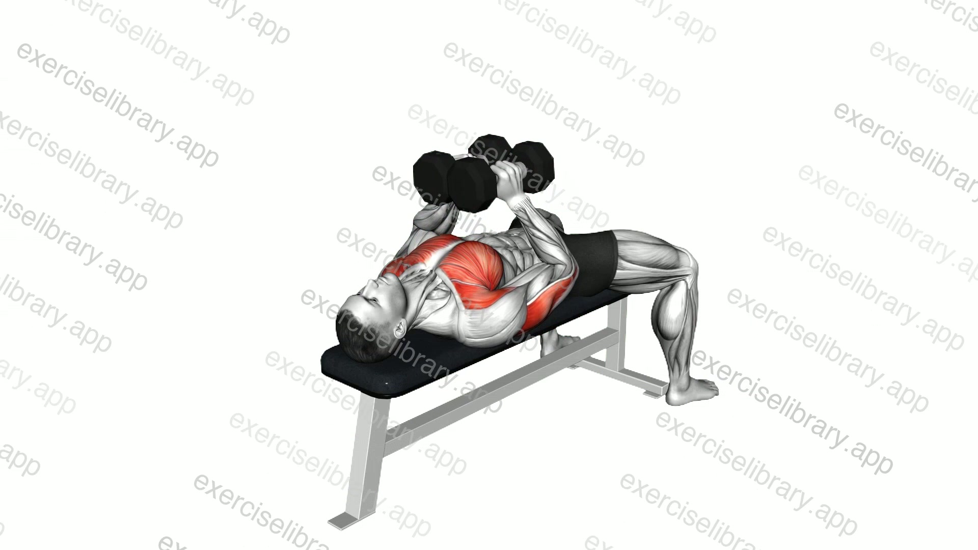 Dumbbell Squeeze Bench Press demonstration