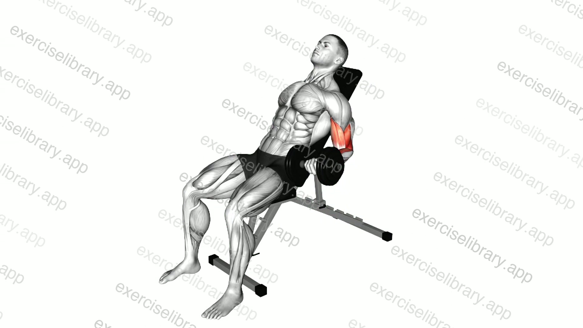 Dumbbell Incline Alternate Biceps Curl demonstration