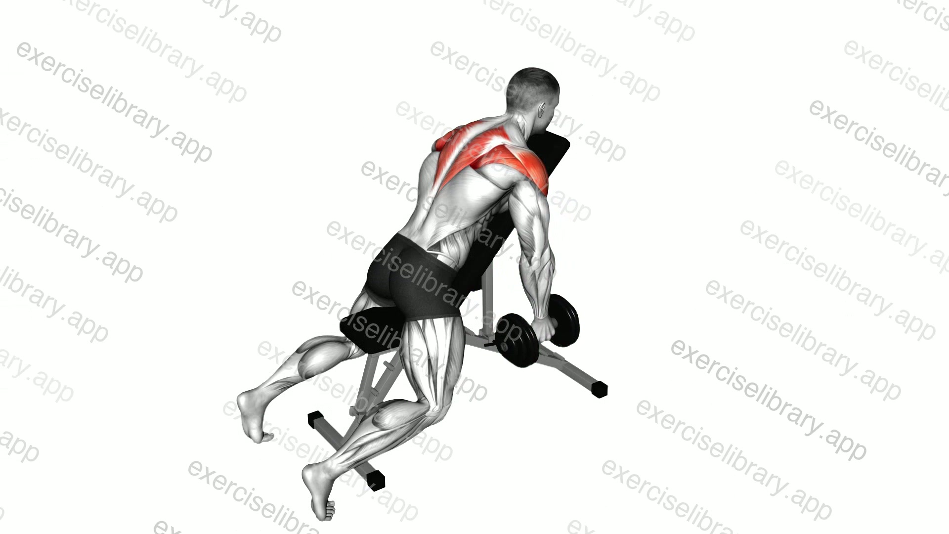 Dumbbell Chest Supported Lateral Raises demonstration