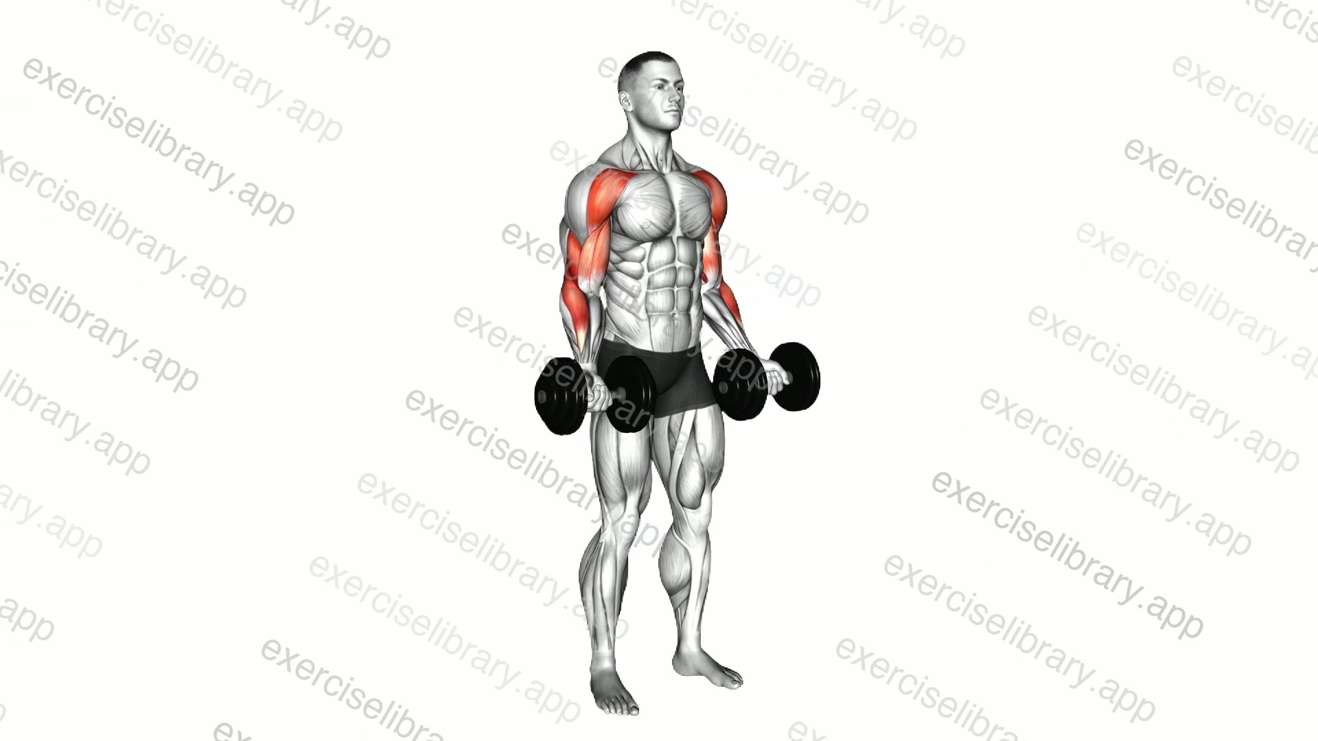 Dumbbell Drag Biceps Curl demonstration