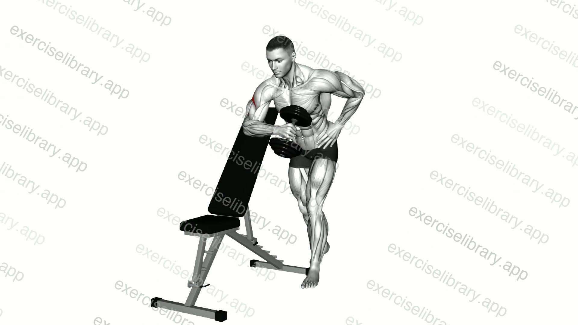 Dumbbell Bench Supported External Rotation demonstration