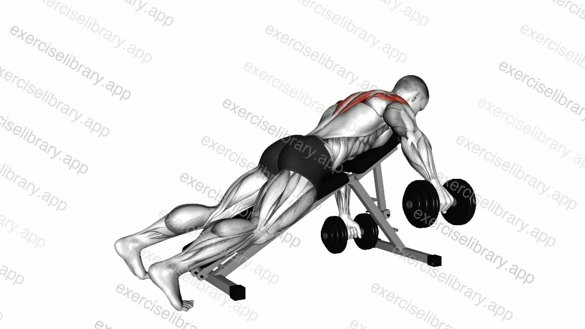Dumbbell Incline Alternate Reverse Fly demonstration