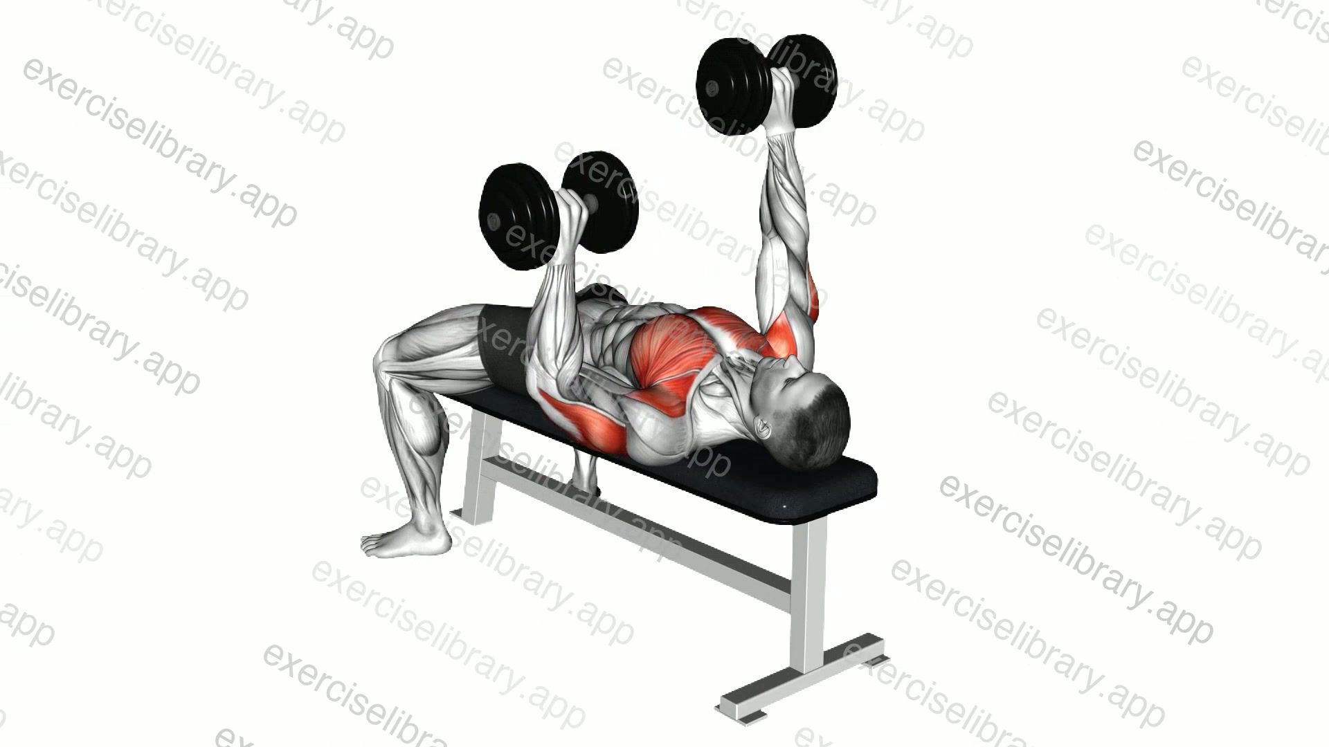 Dumbbell Alternate Bench Press demonstration