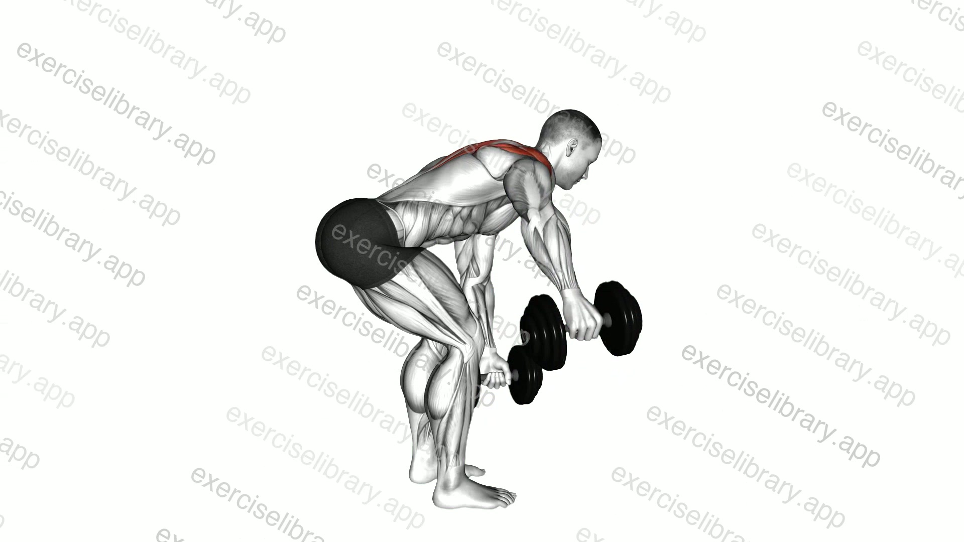 Dumbbell Bent Over Alternate Rear Delt Fly demonstration