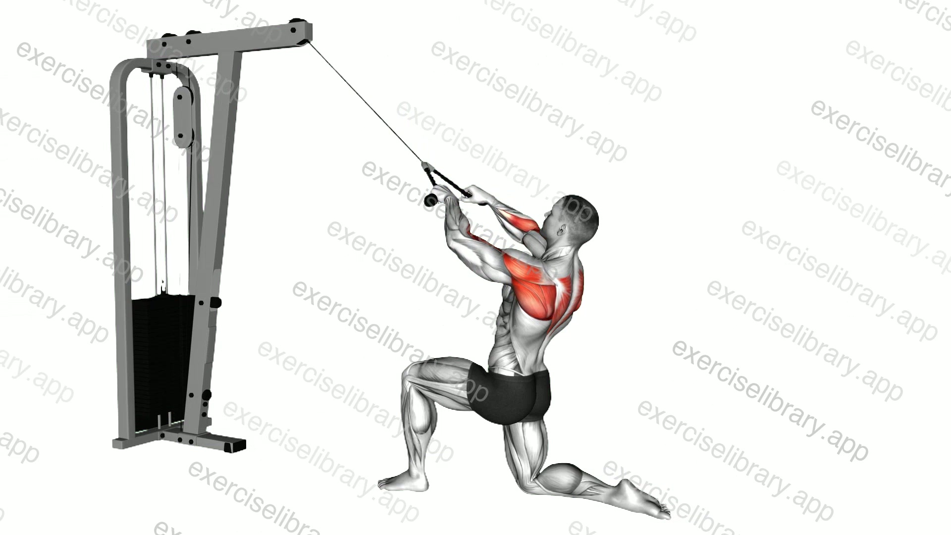 Cable Kneeling Rear Delt Row demonstration