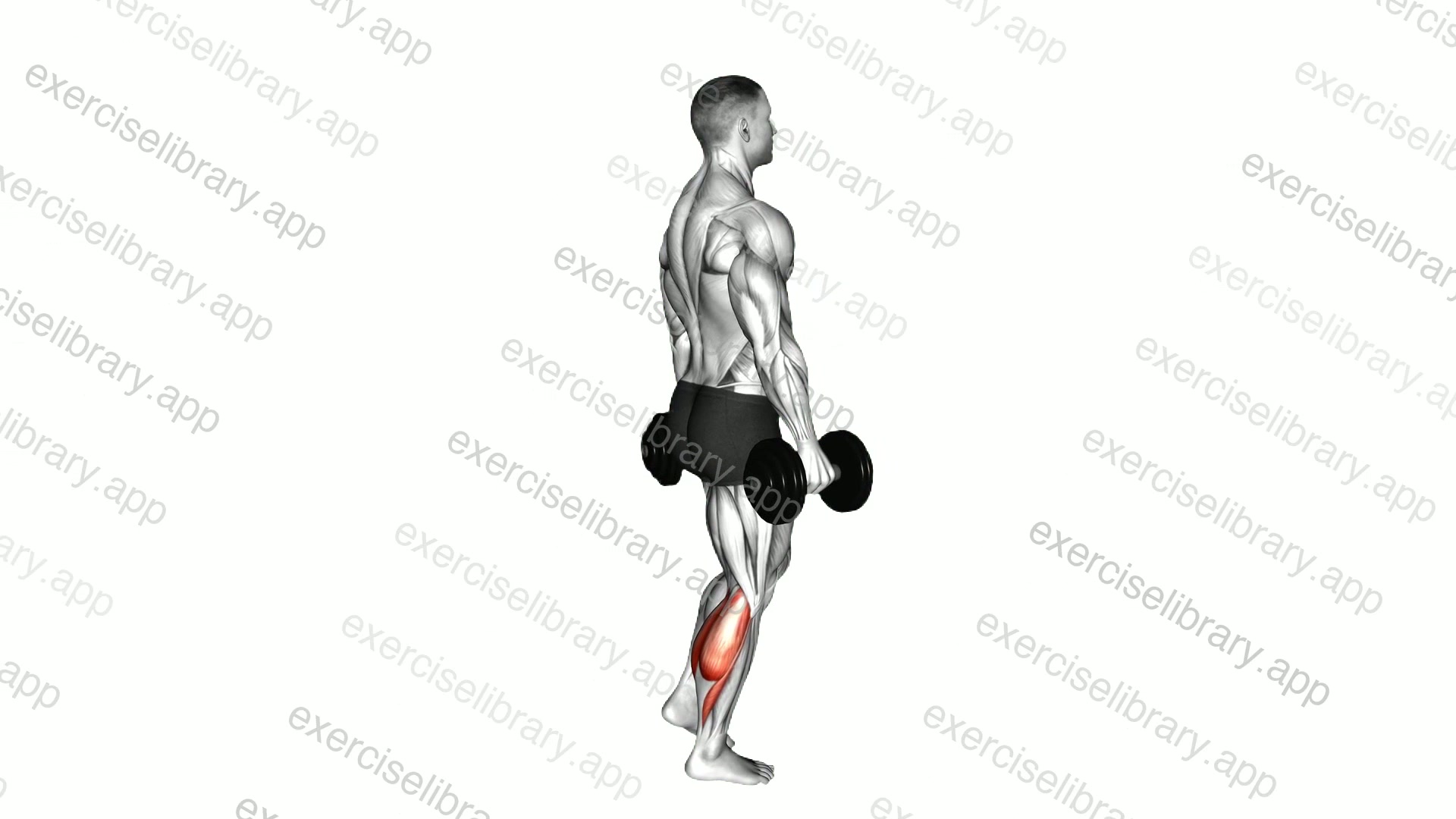 Dumbbell Standing Single Leg Calf Raise demonstration