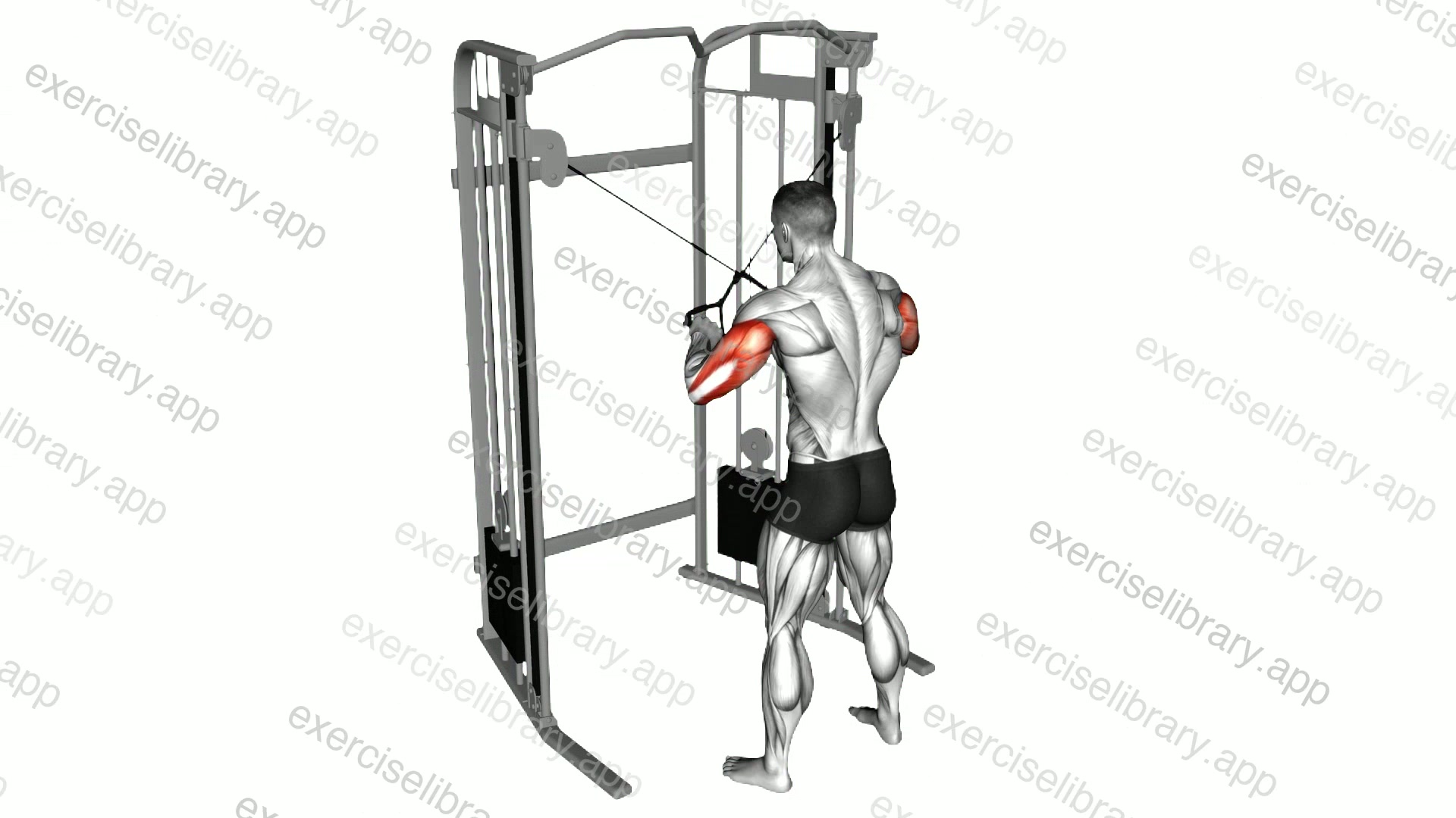 Cable Standing High Cross Triceps Extension demonstration