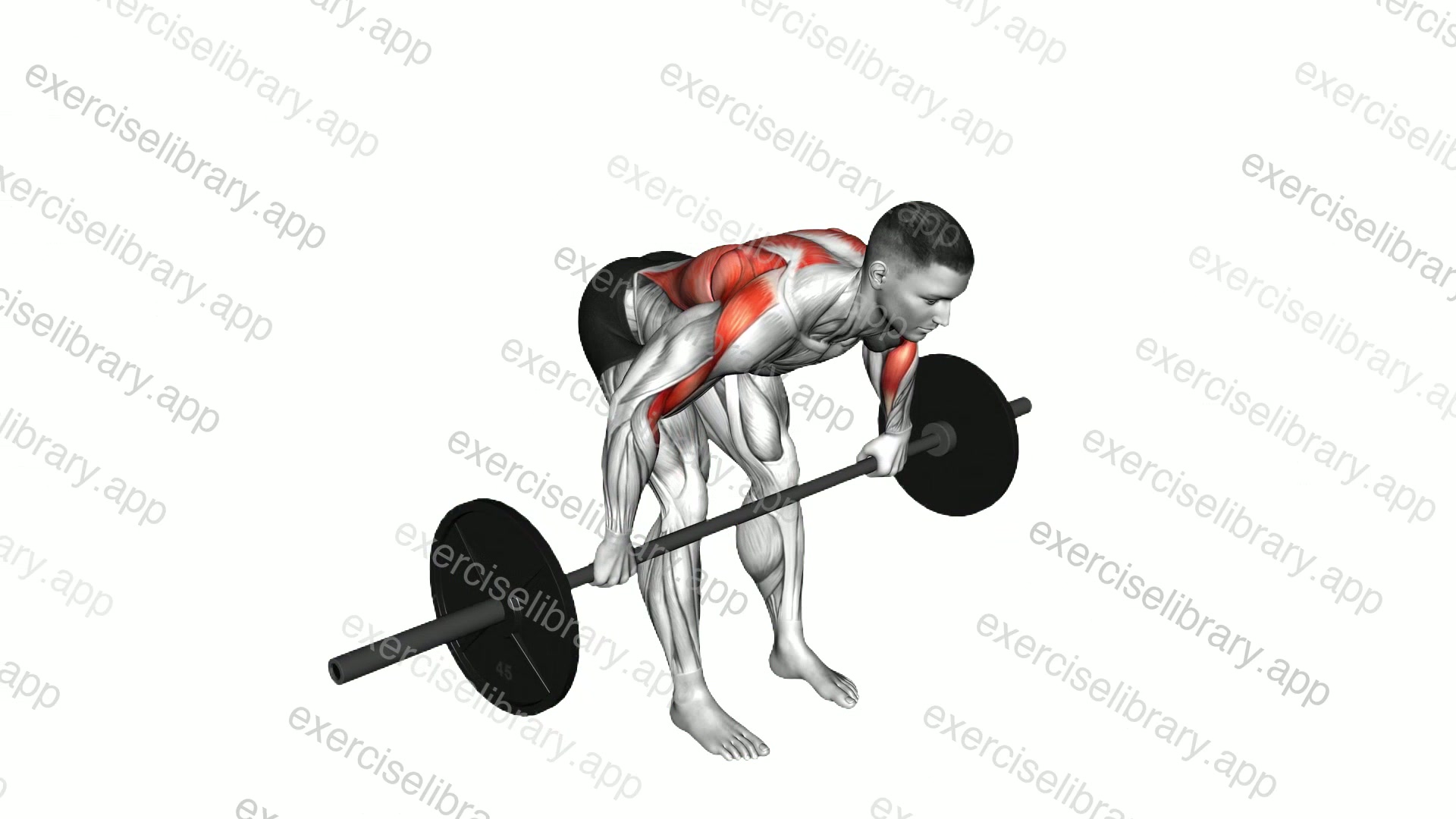 Barbell Bent Over Wide Grip Row demonstration