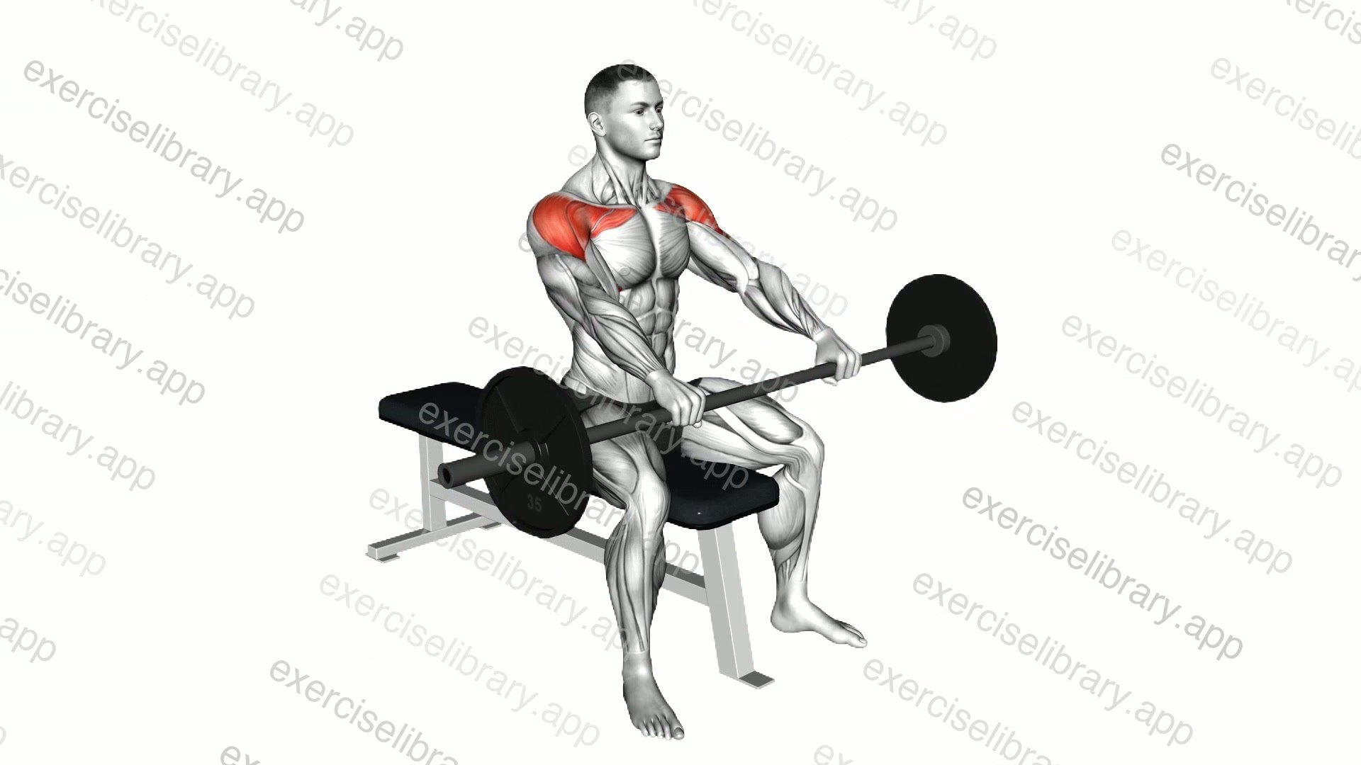 Barbell Seated Front Raise demonstration