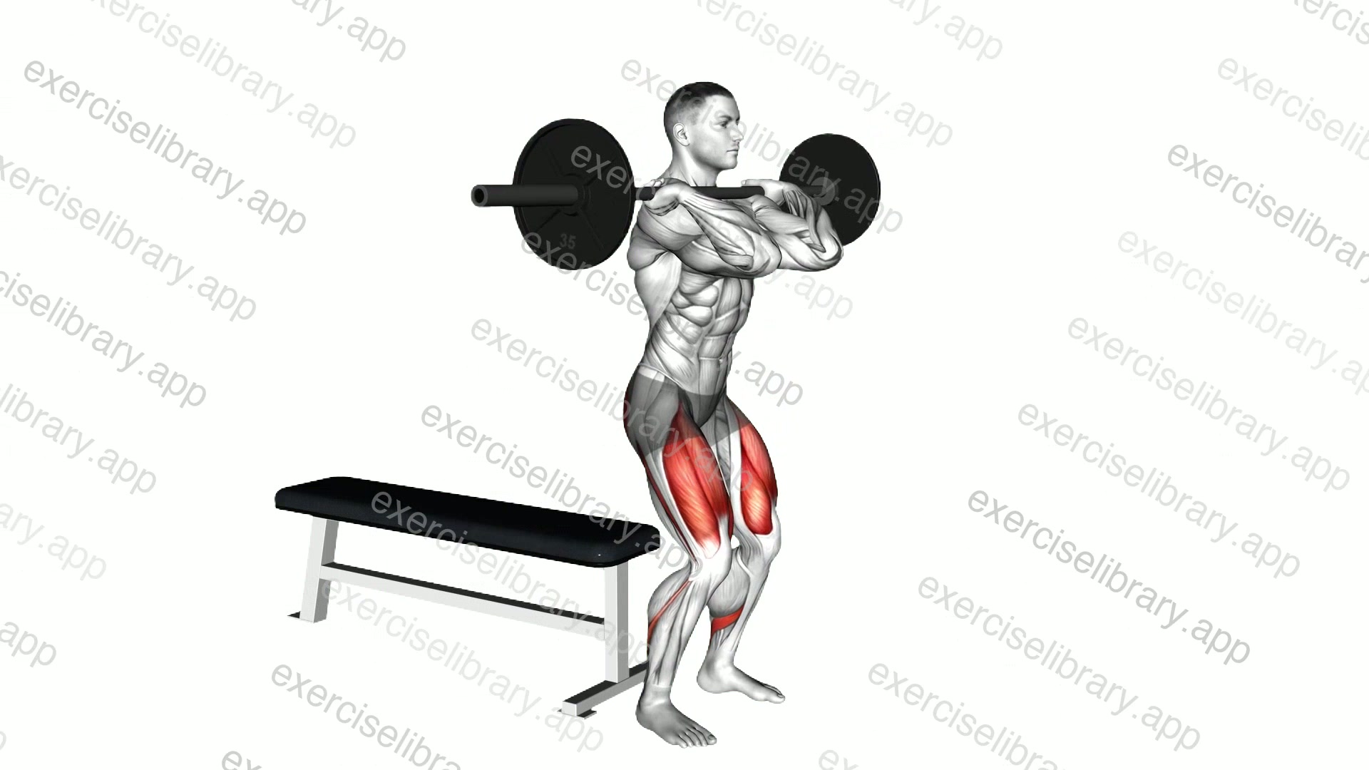 Barbell Front Bench Squat demonstration