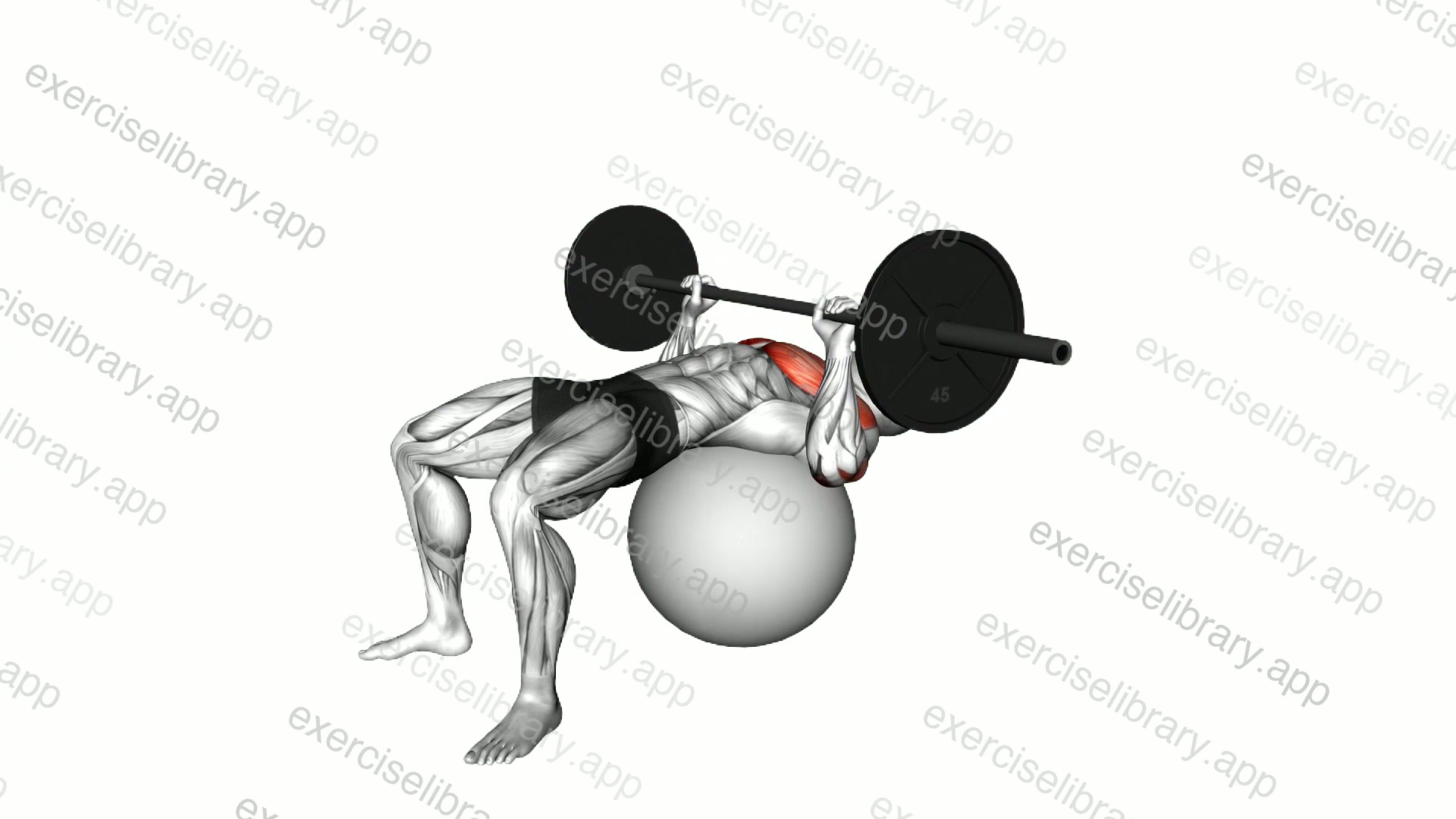 Barbell Chest Press on Stability Ball demonstration
