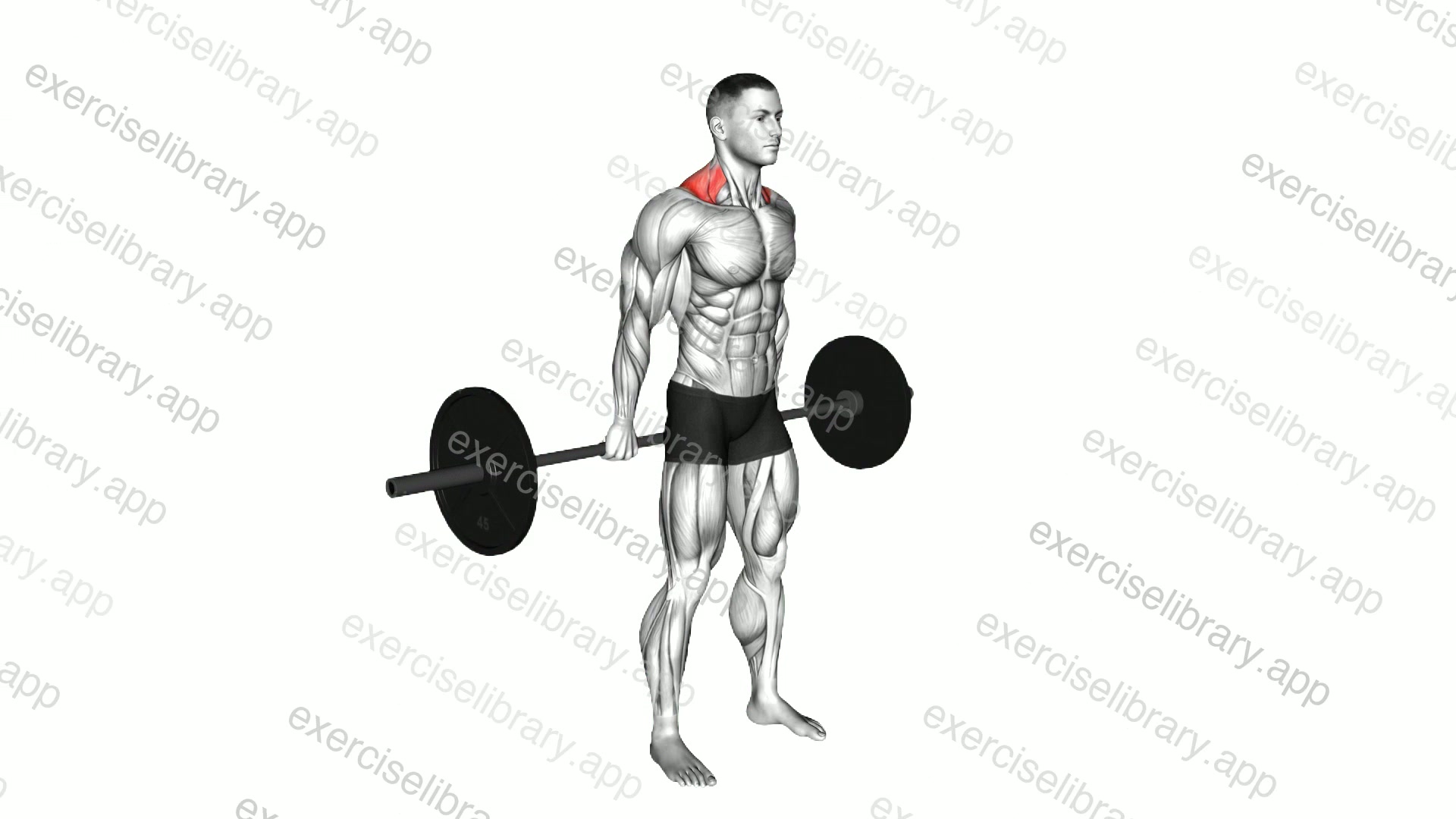 Barbell Behind The Back Shrug demonstration