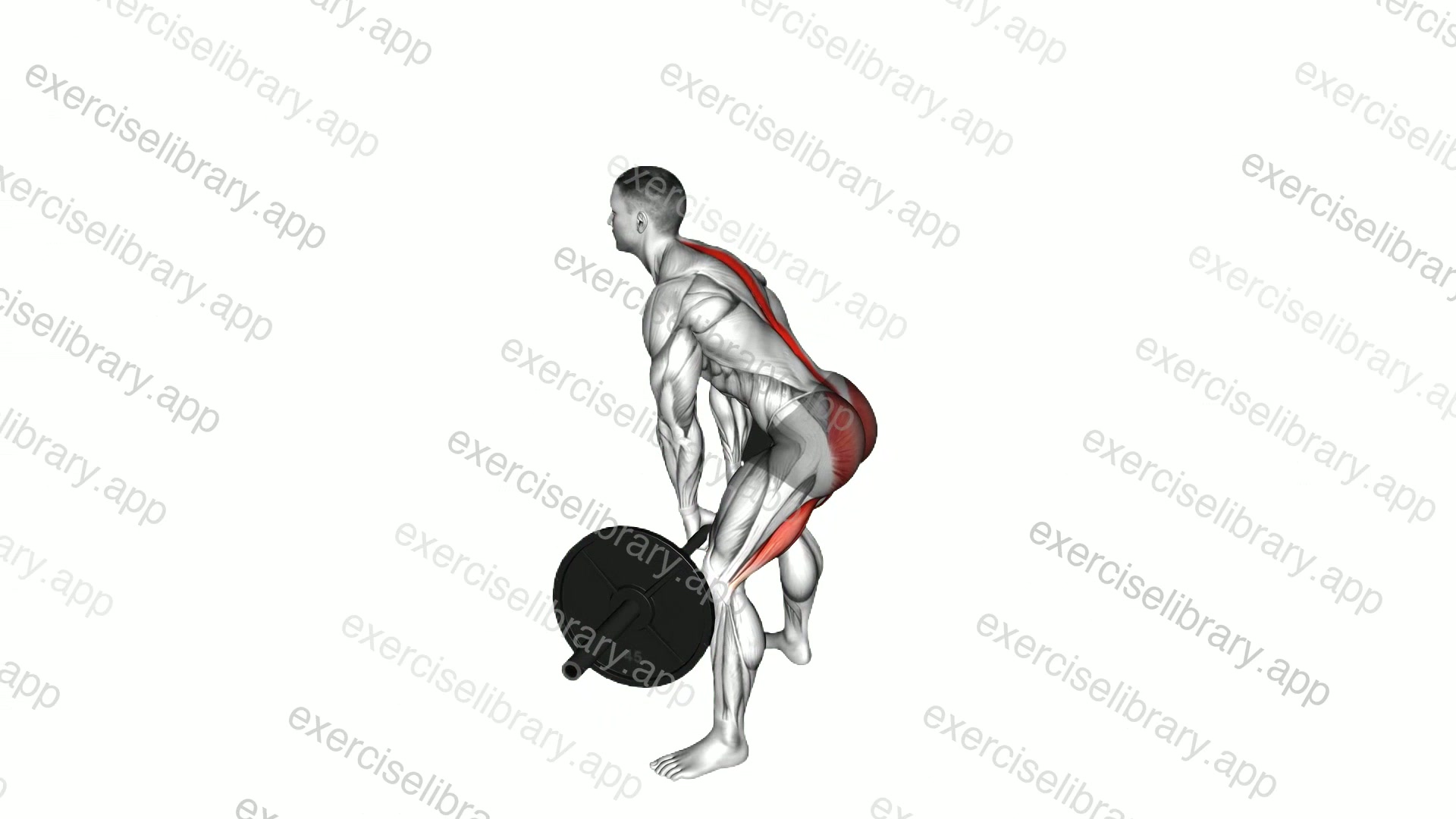Barbell Sumo Romanian Deadlift demonstration